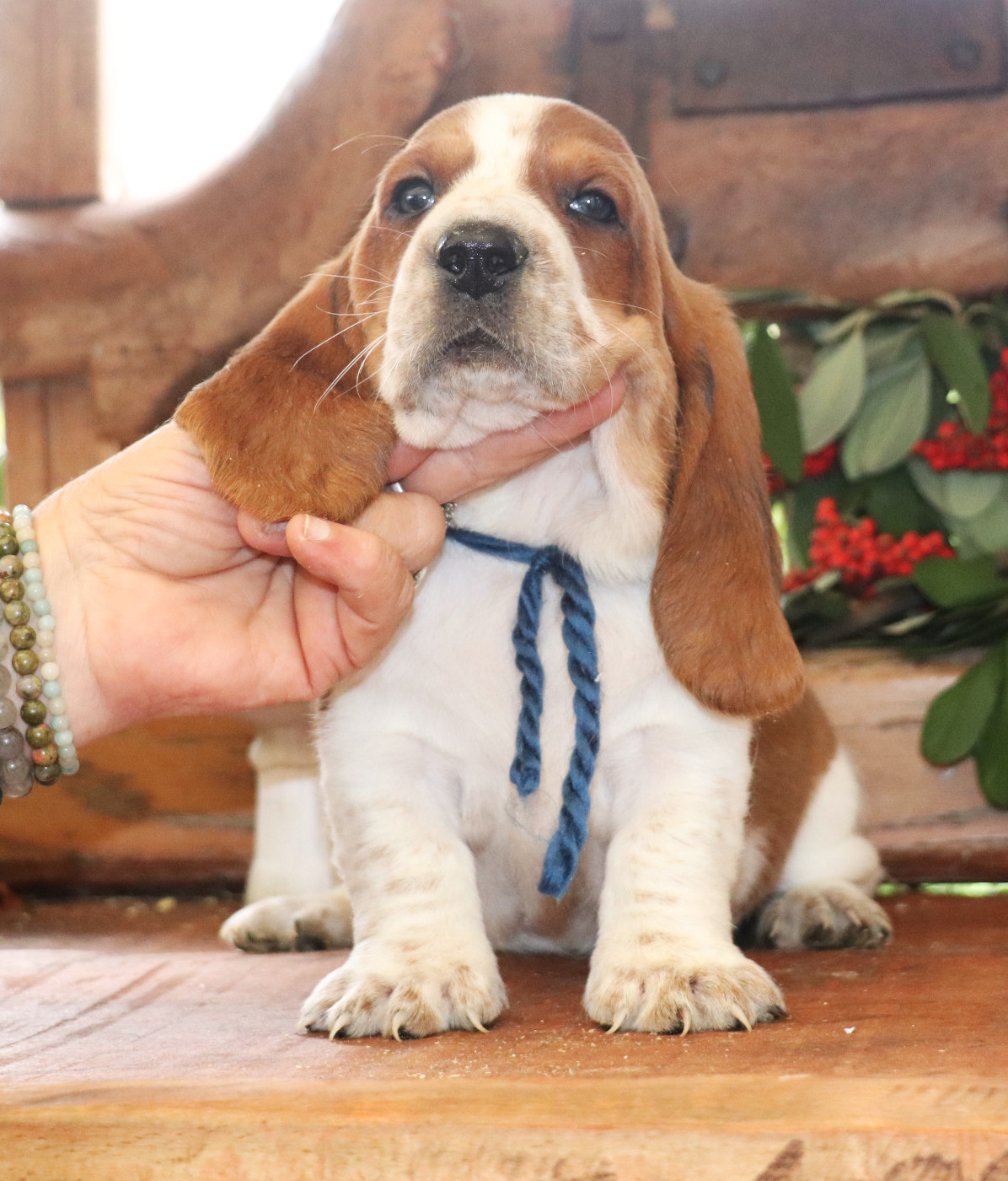 Du Domaine Des Vents Landais - Chiots disponibles - Basset Hound