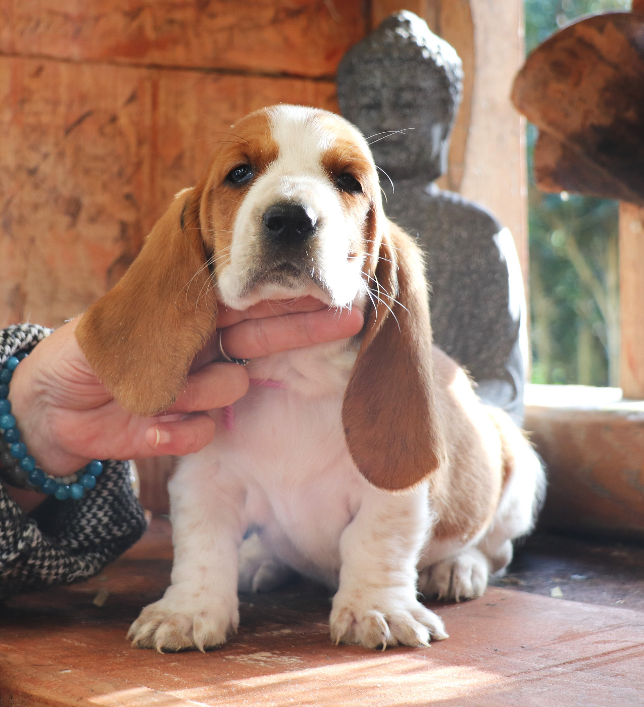 Du Domaine Des Vents Landais - Chiots disponibles - Basset Hound