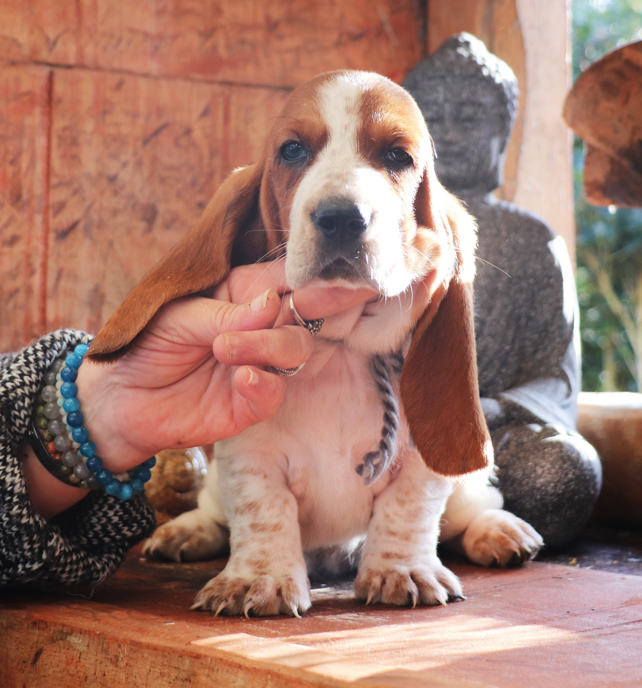 Du Domaine Des Vents Landais - Chiots disponibles - Basset Hound