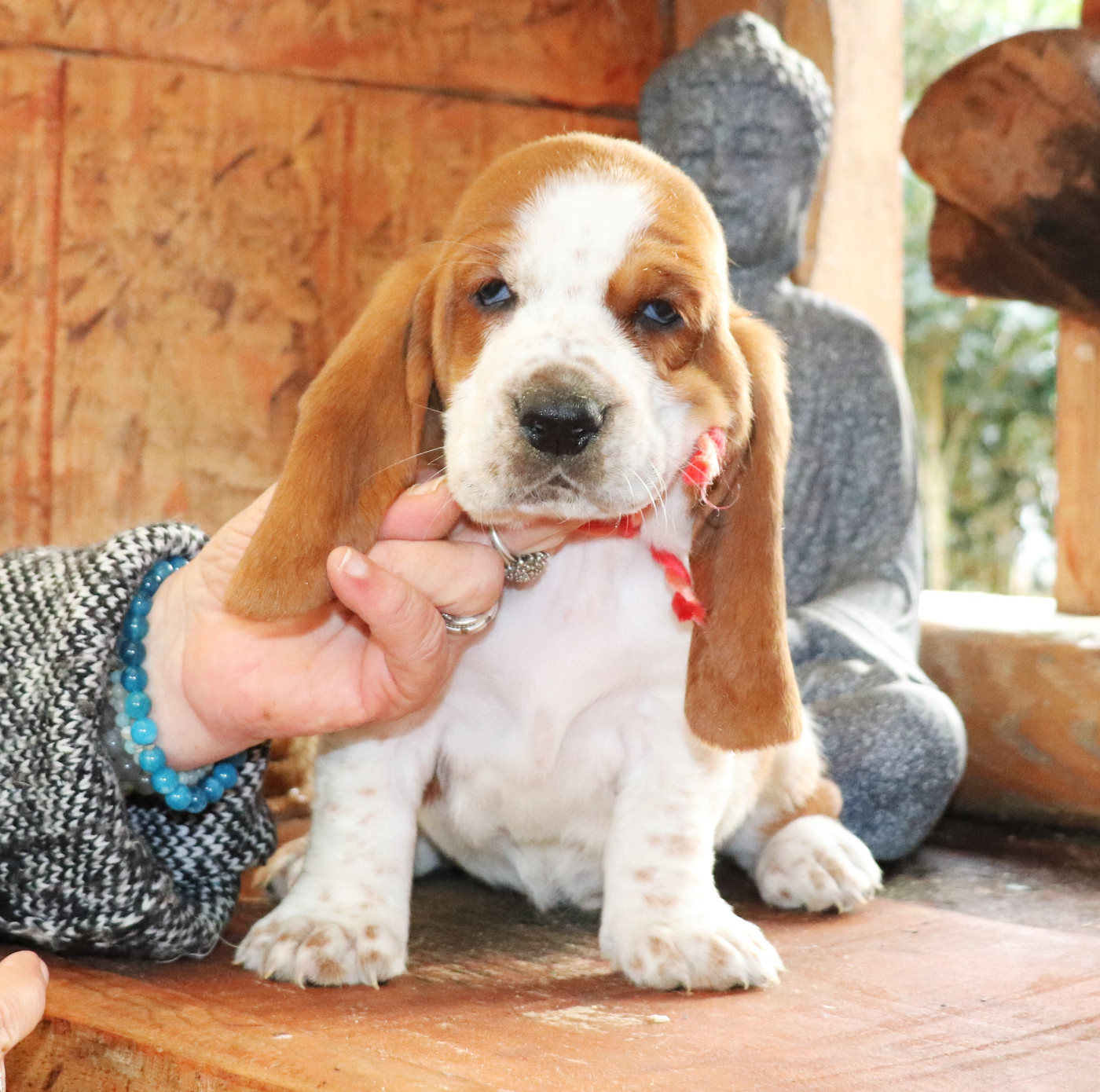 Du Domaine Des Vents Landais - Chiots disponibles - Basset Hound