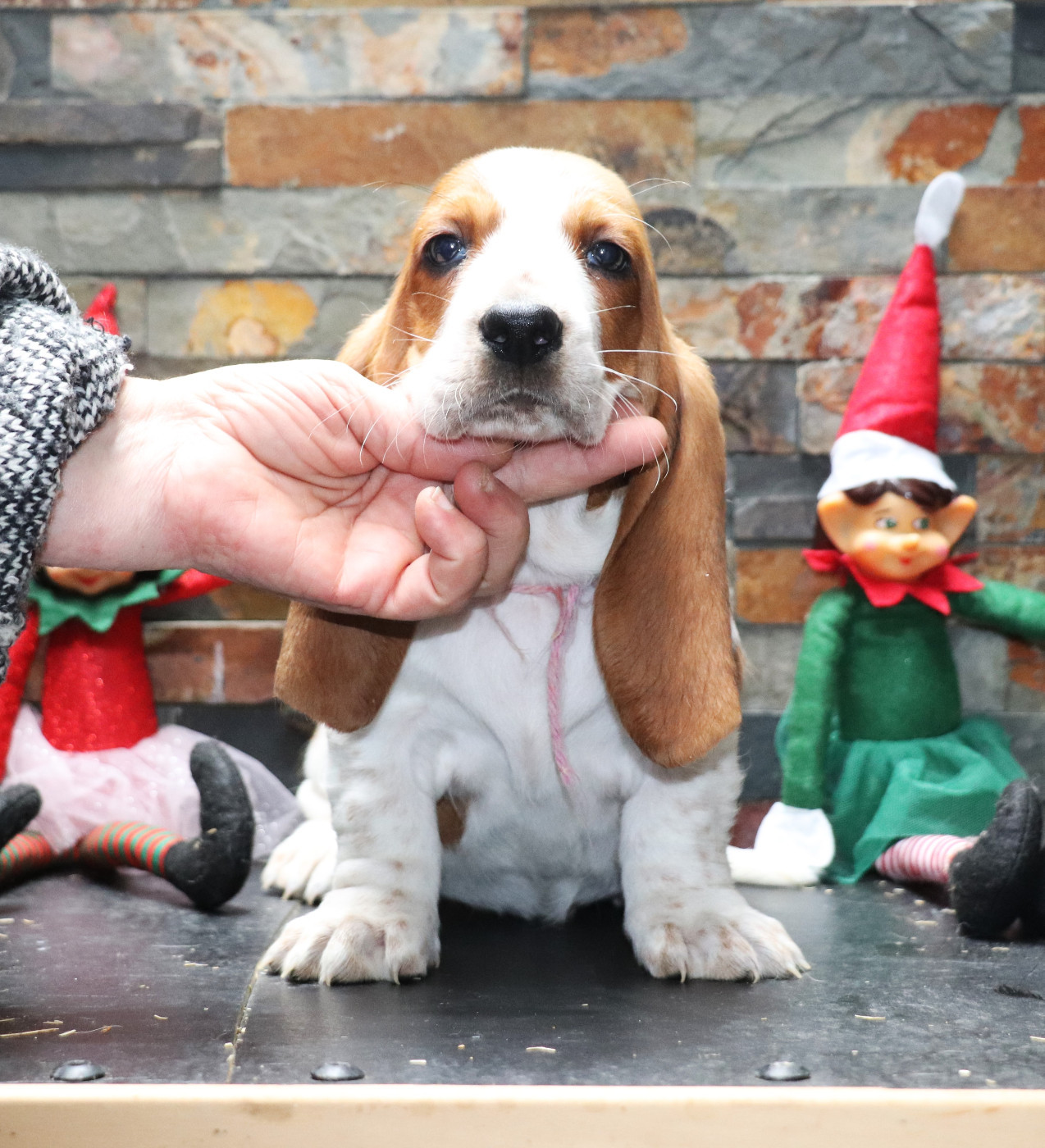 Du Domaine Des Vents Landais - Chiots disponibles - Basset Hound