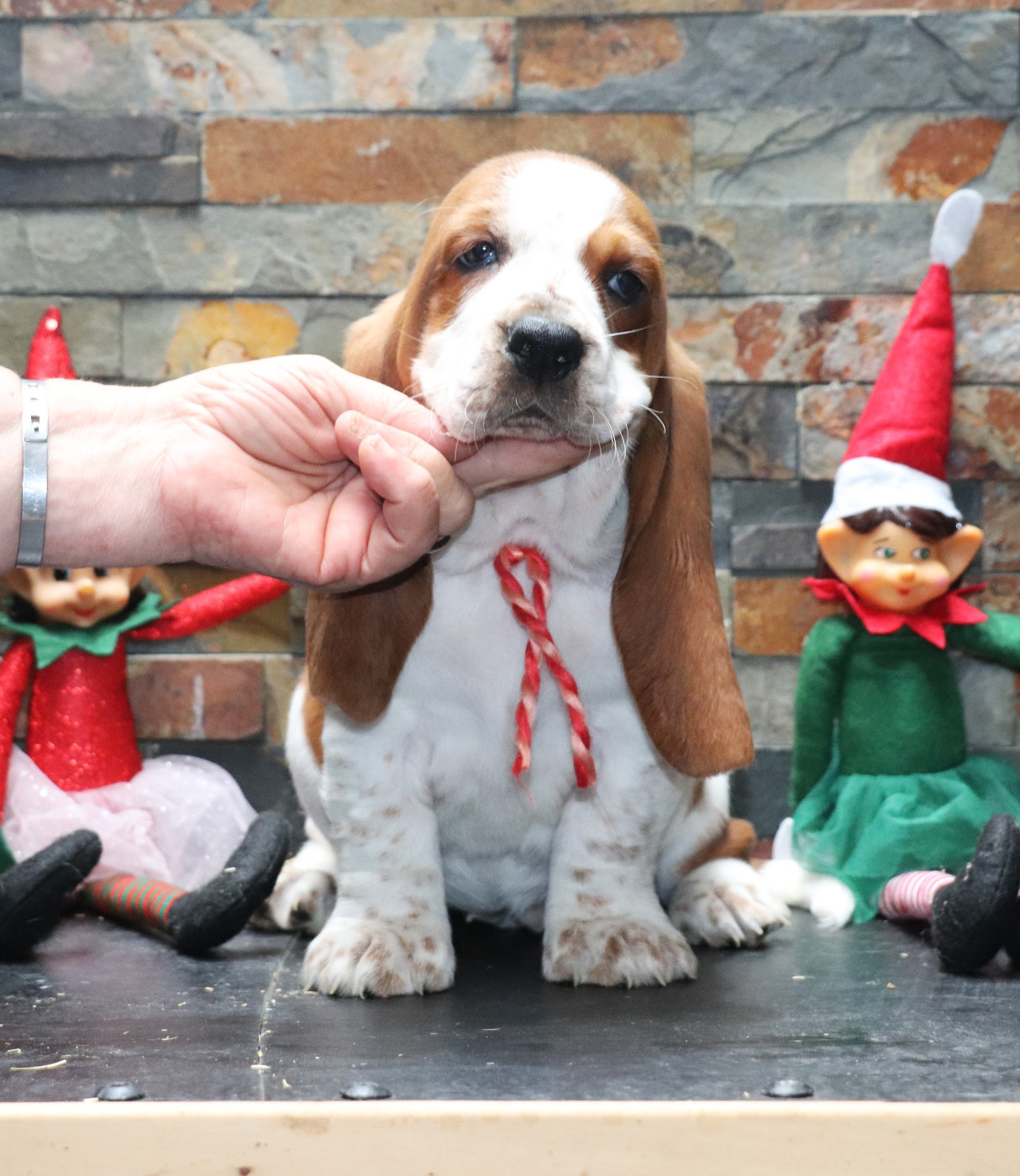 Du Domaine Des Vents Landais - Chiots disponibles - Basset Hound