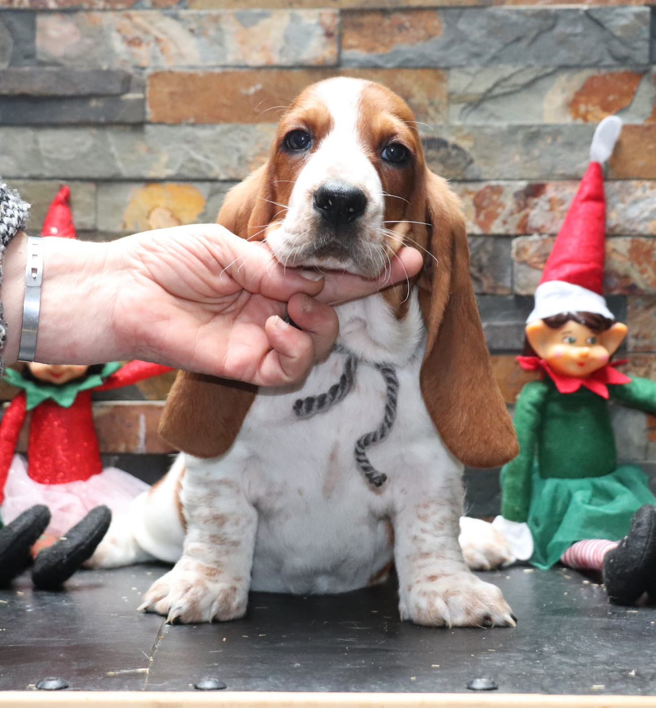 Du Domaine Des Vents Landais - Chiots disponibles - Basset Hound