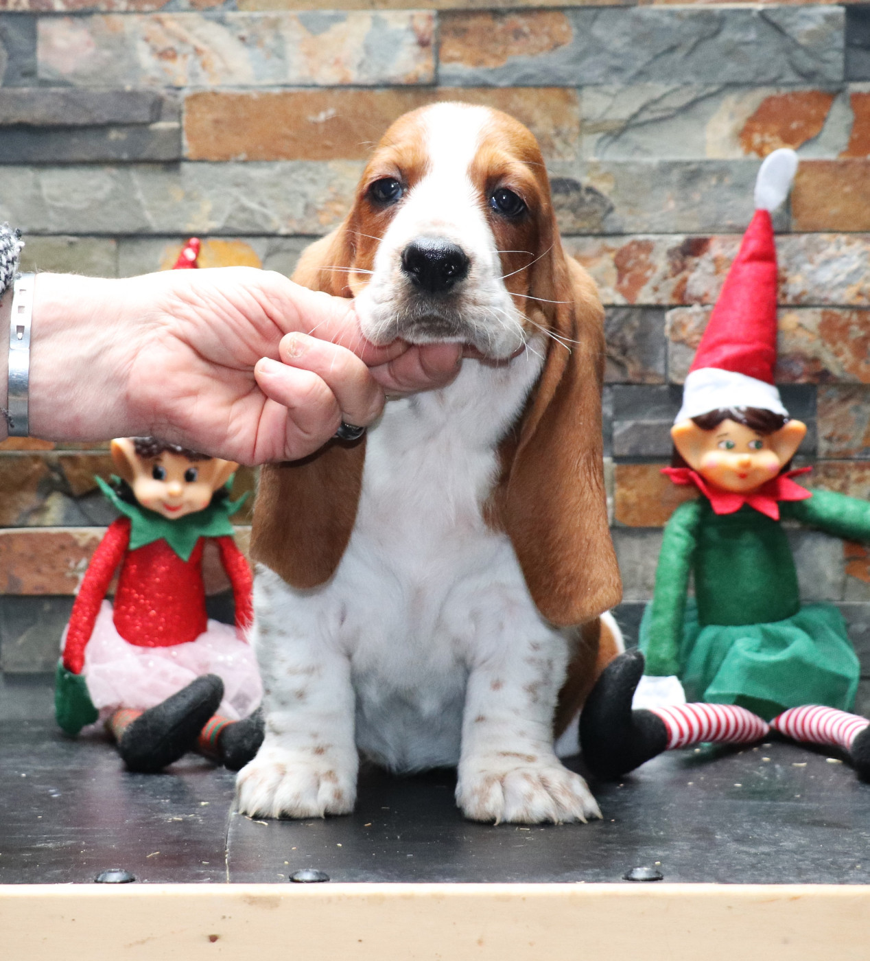 Du Domaine Des Vents Landais - Chiots disponibles - Basset Hound