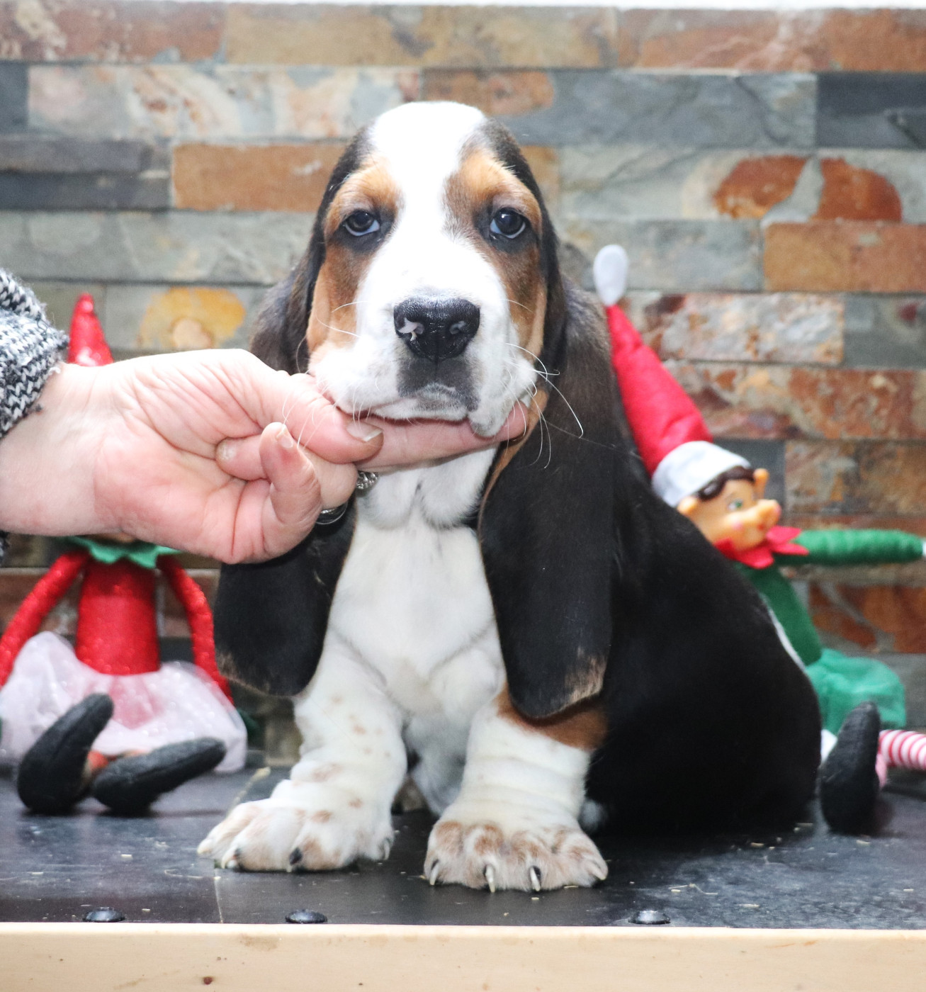 Du Domaine Des Vents Landais - Chiots disponibles - Basset Hound