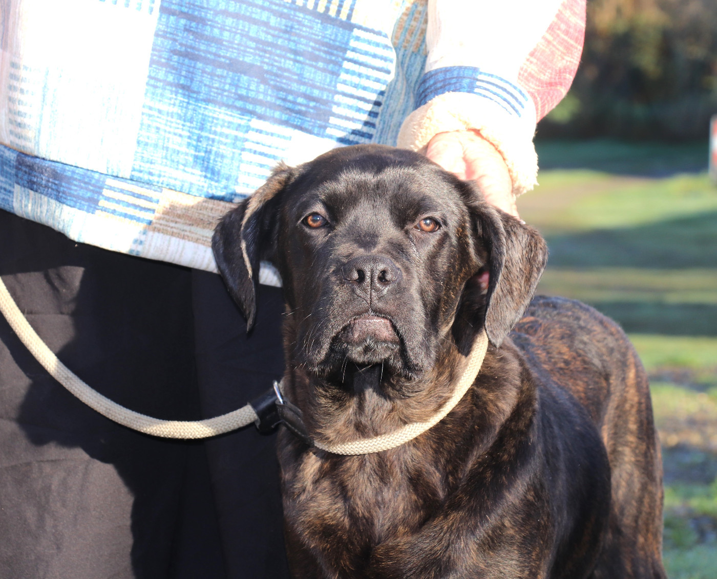 Du Domaine Des Vents Landais - Chiots disponibles - Cane Corso