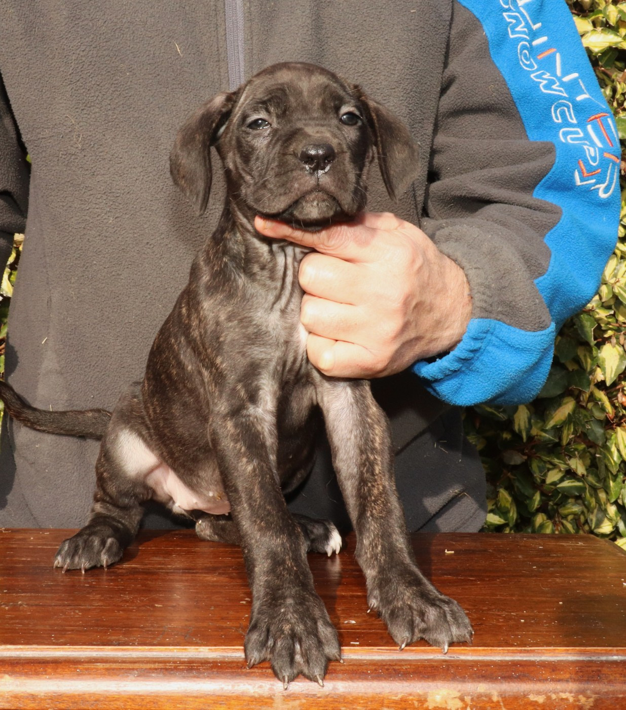 Du Domaine Des Vents Landais - Cane Corso - Portée née le 12/12/2025