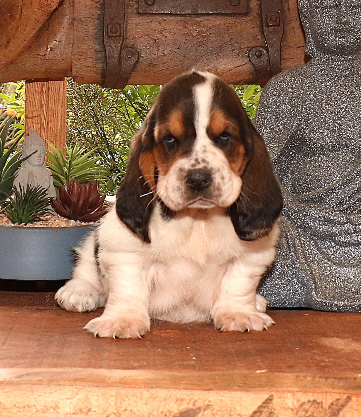 Du Domaine Des Vents Landais - Chiots disponibles - Basset Hound