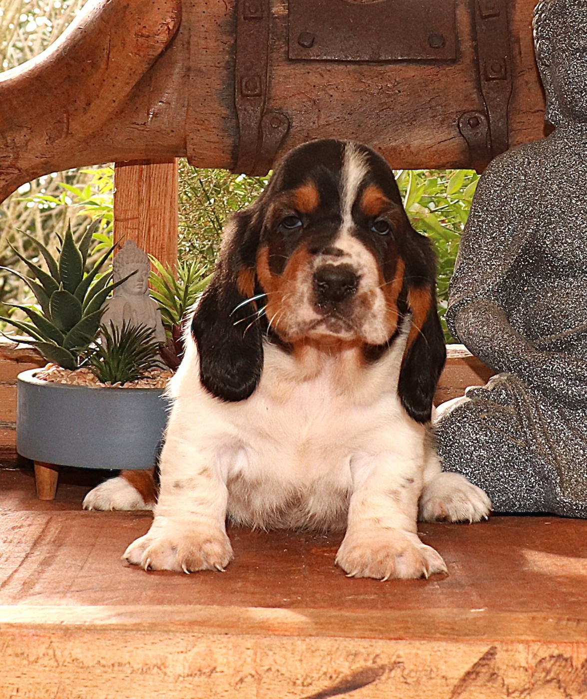 Du Domaine Des Vents Landais - Chiots disponibles - Basset Hound