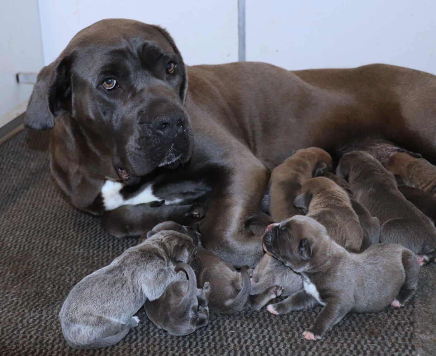 Du Domaine Des Vents Landais - Chiots disponibles - Cane Corso
