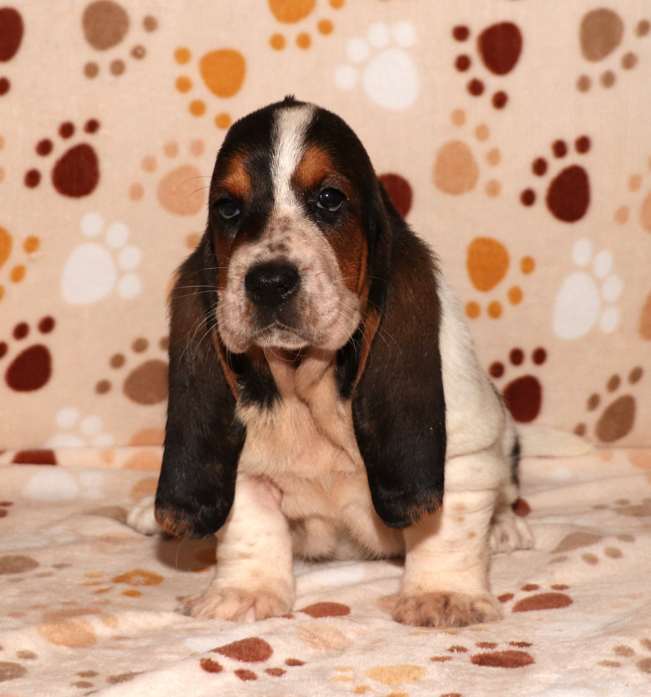 Du Domaine Des Vents Landais - Basset Hound - Portée née le 29/12/2025