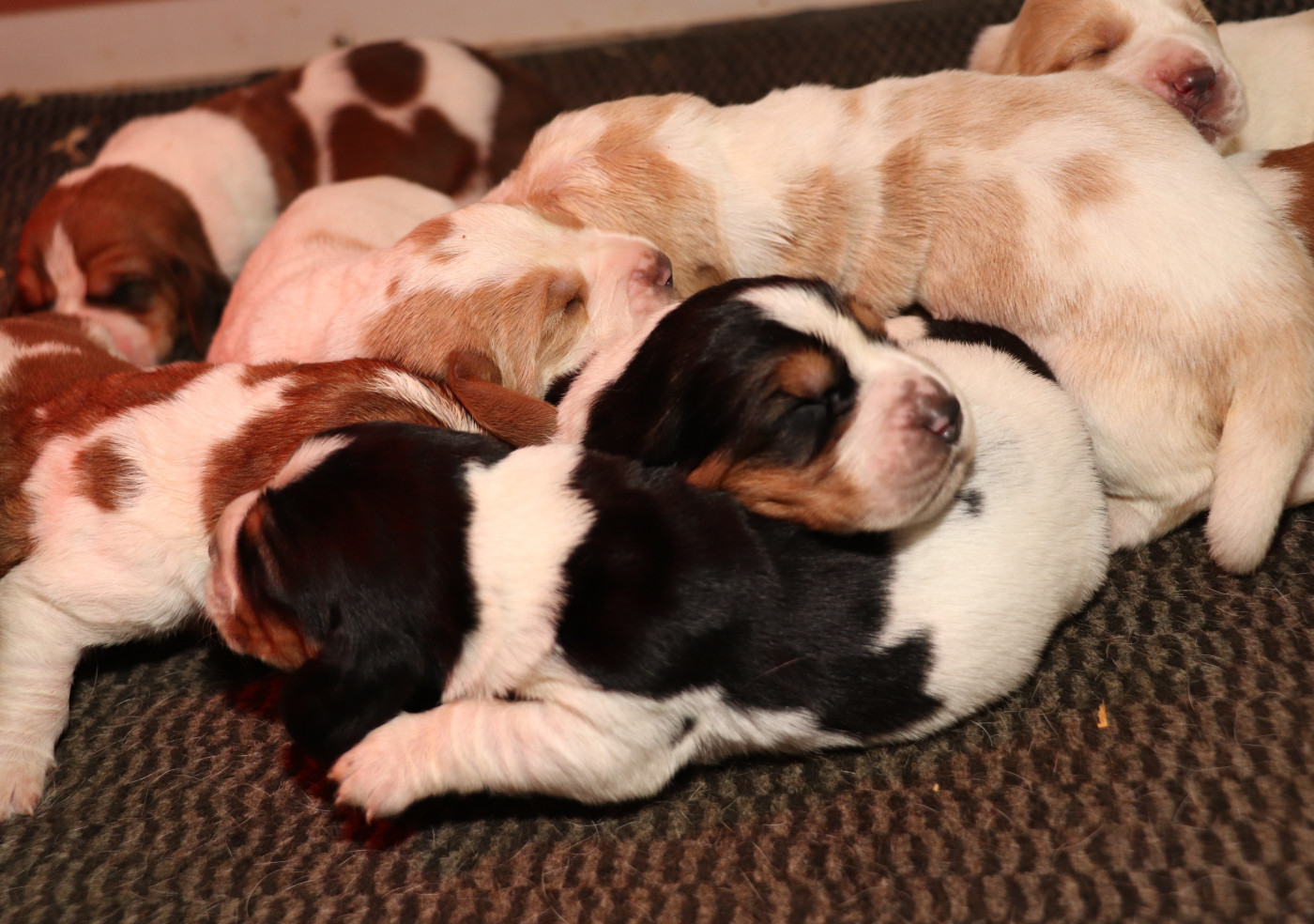 Du Domaine Des Vents Landais - Basset Hound - Portée née le 11/02/2026