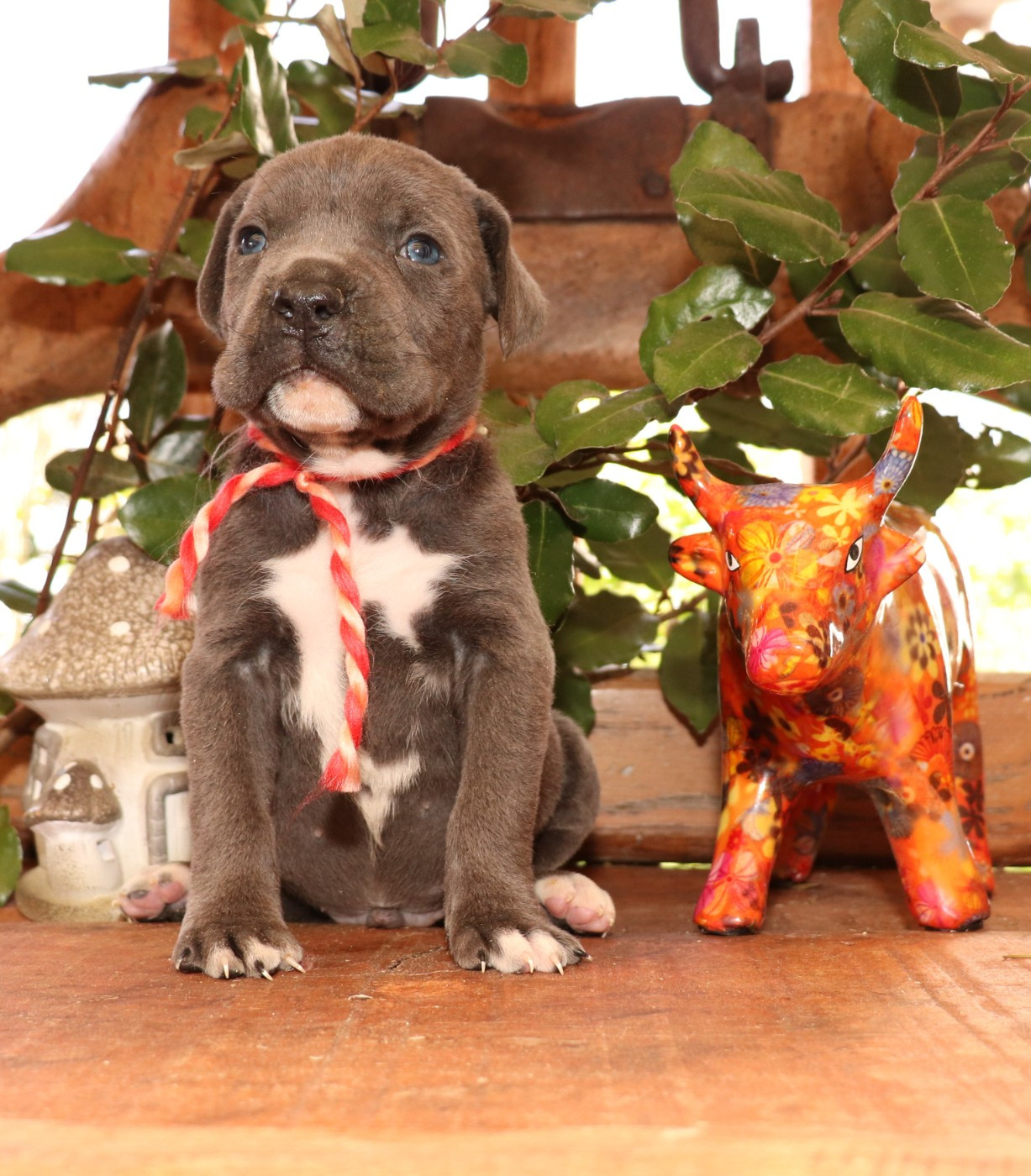 Du Domaine Des Vents Landais - Chiots disponibles - Cane Corso