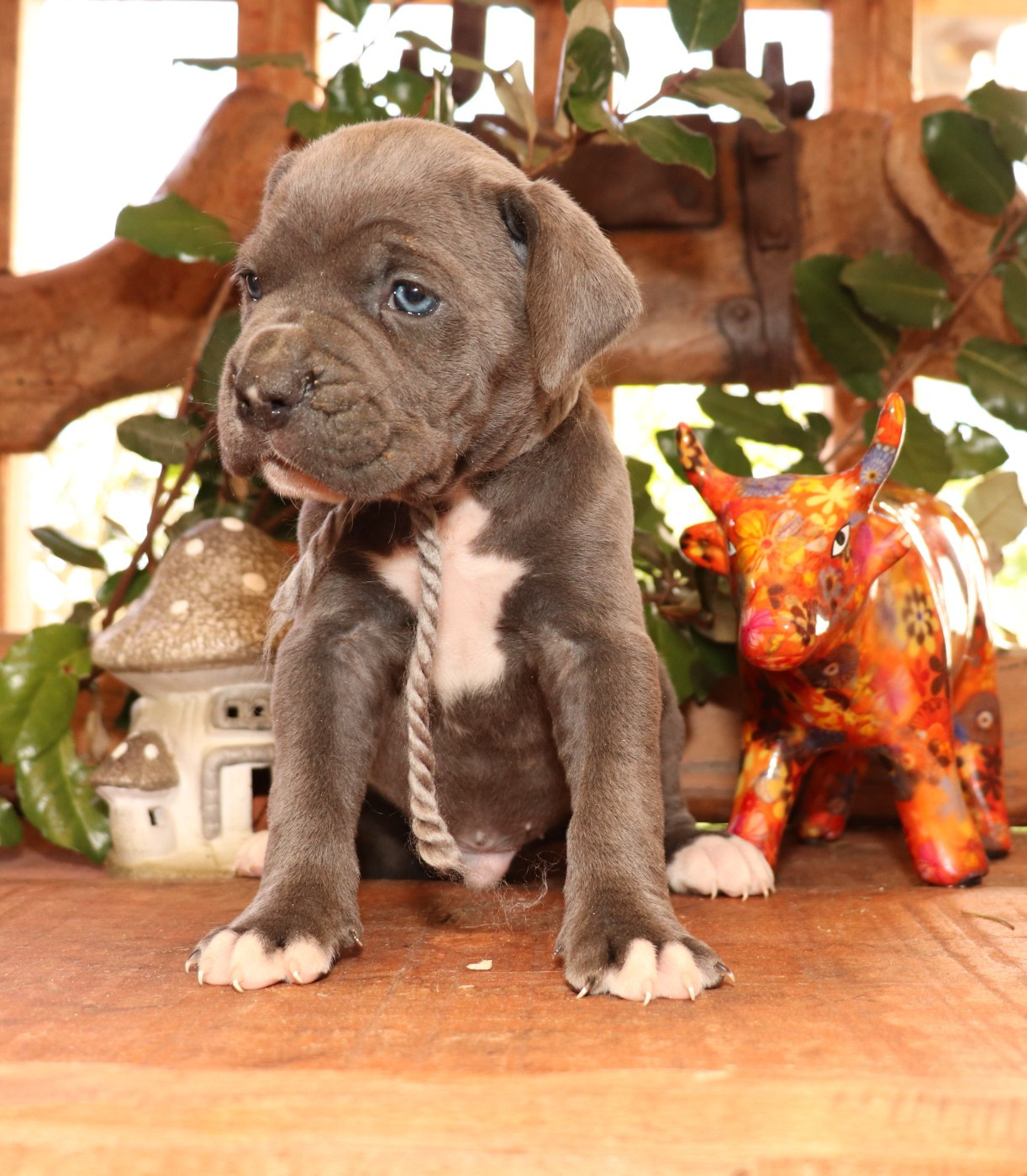 Du Domaine Des Vents Landais - Chiots disponibles - Cane Corso