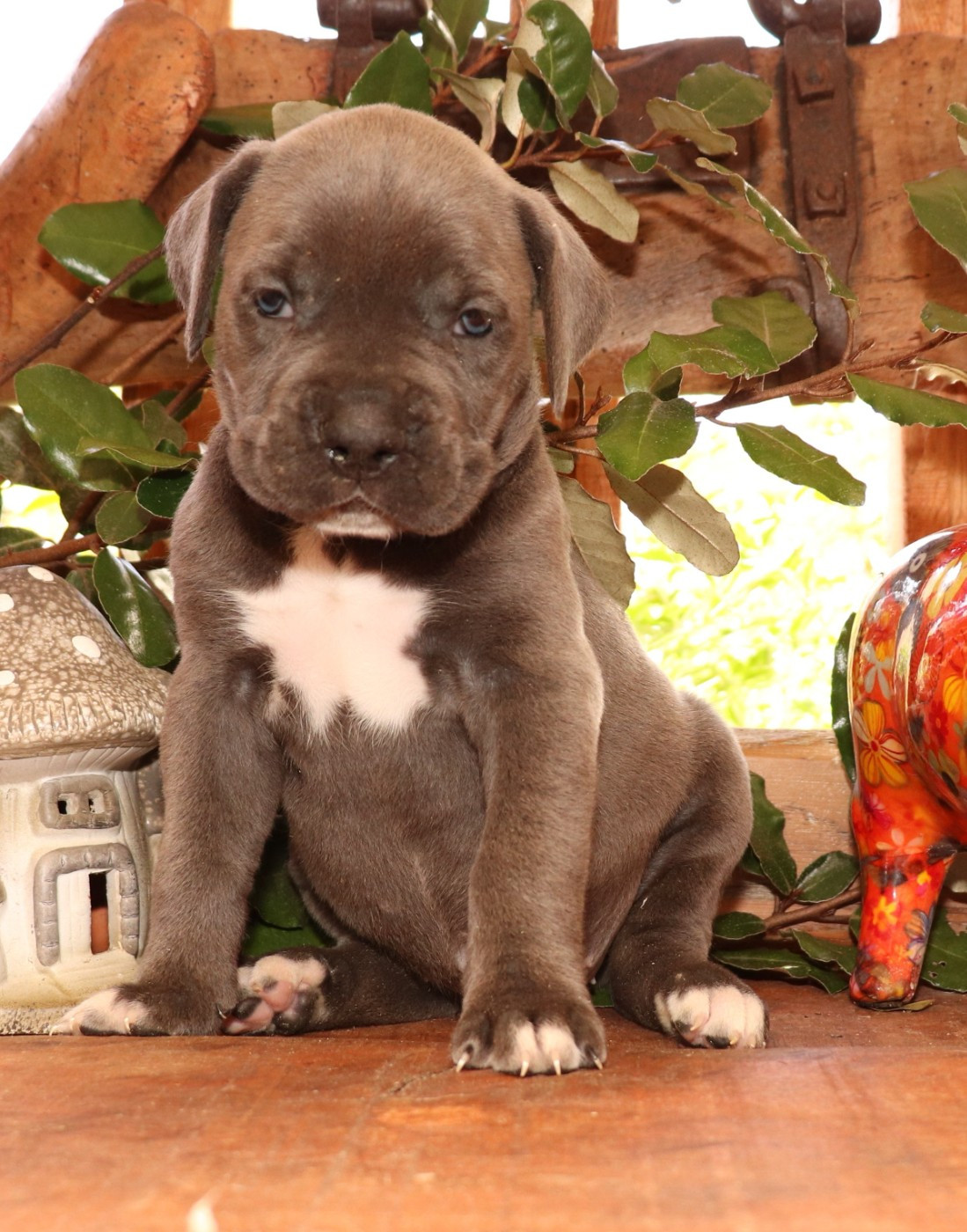 Du Domaine Des Vents Landais - Cane Corso - Portée née le 26/01/2026