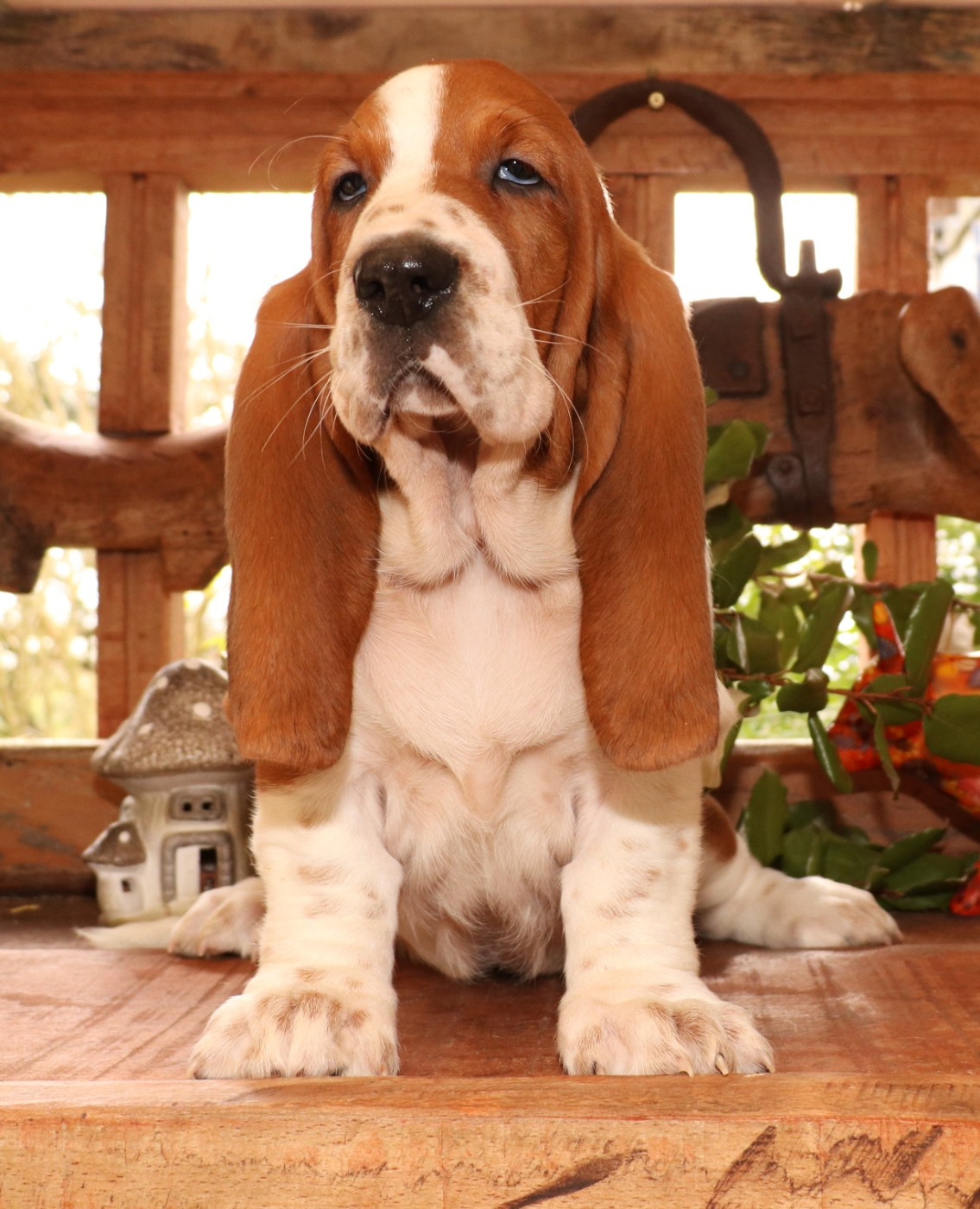 Du Domaine Des Vents Landais - Chiots disponibles - Basset Hound