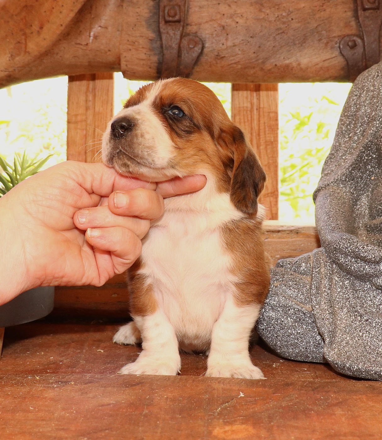 Du Domaine Des Vents Landais - Chiots disponibles - Basset Hound