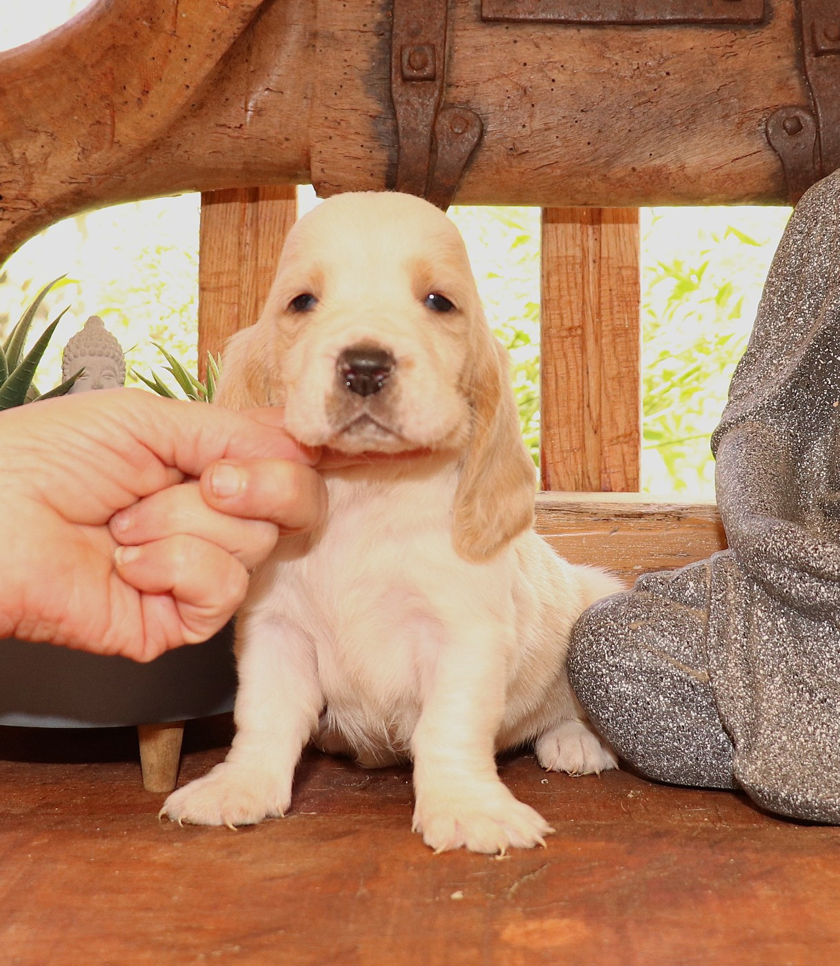 Du Domaine Des Vents Landais - Chiots disponibles - Basset Hound