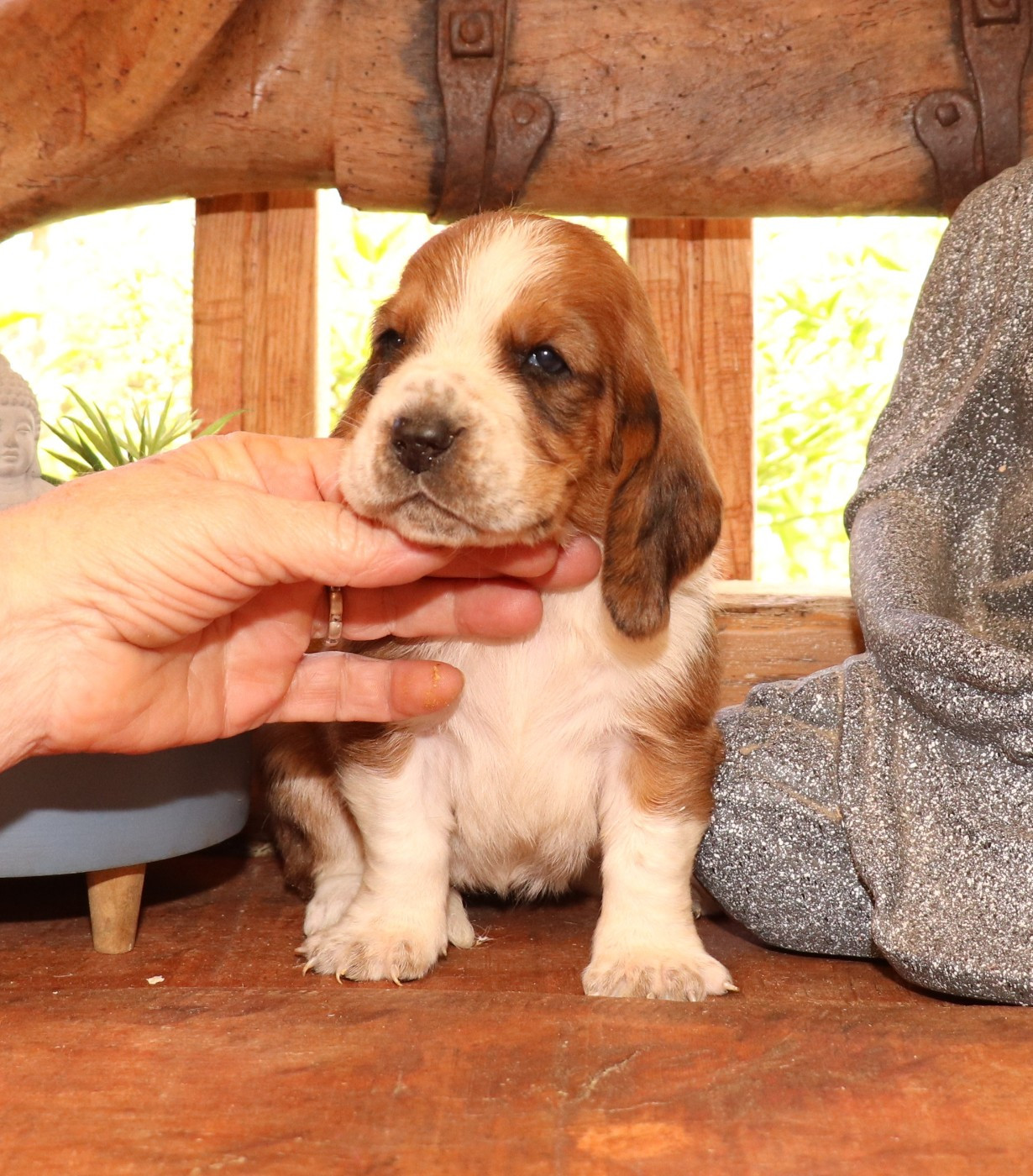 Du Domaine Des Vents Landais - Chiots disponibles - Basset Hound