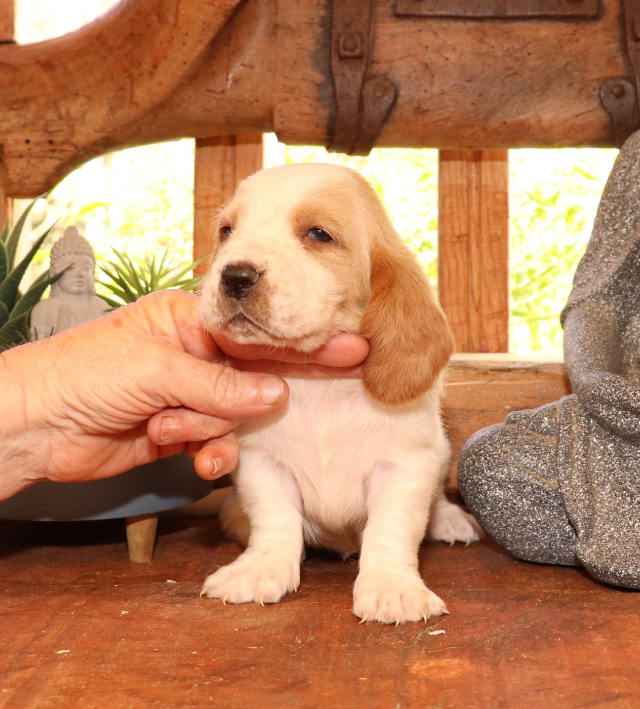 Du Domaine Des Vents Landais - Chiots disponibles - Basset Hound