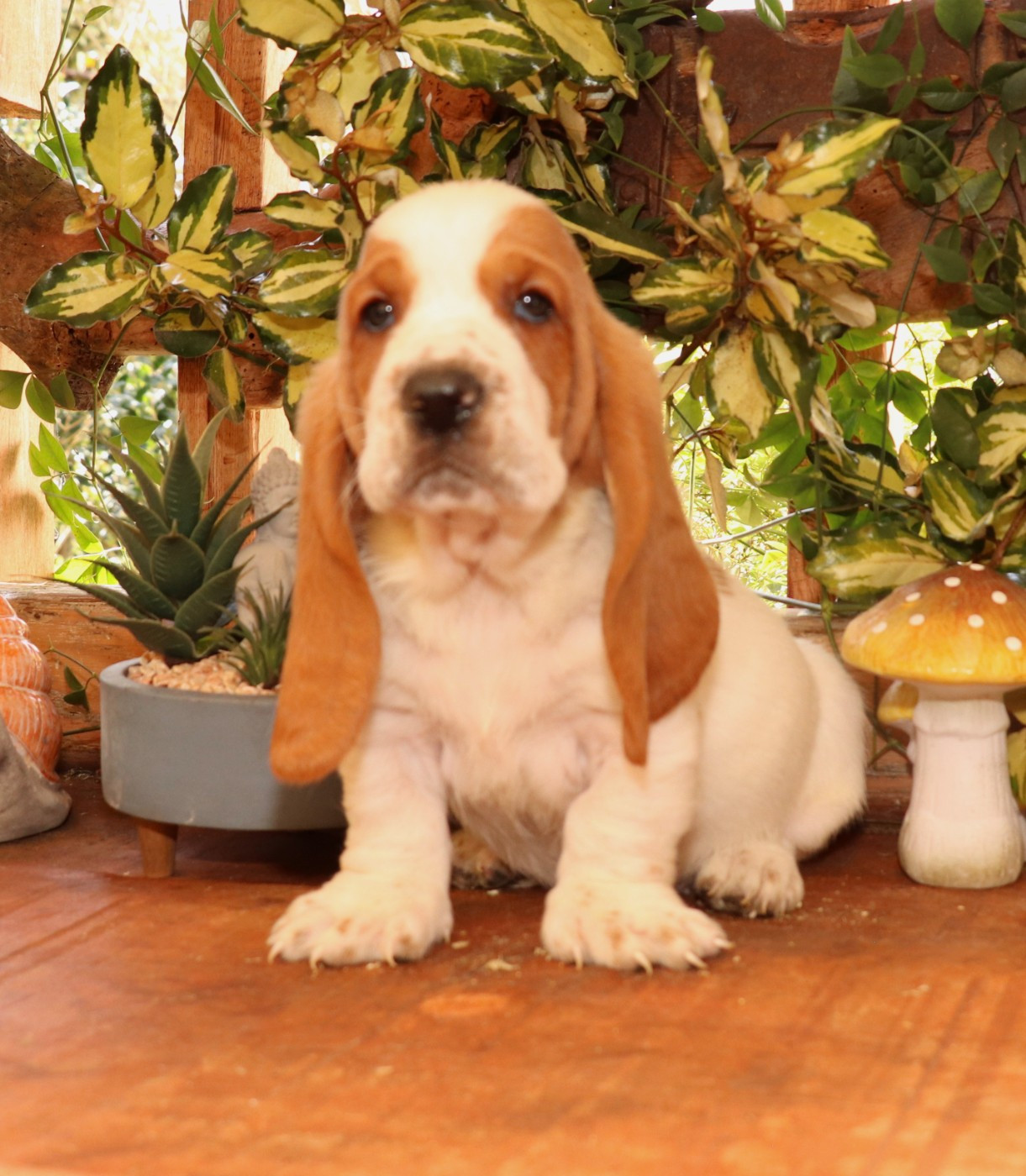 Du Domaine Des Vents Landais - Chiots disponibles - Basset Hound