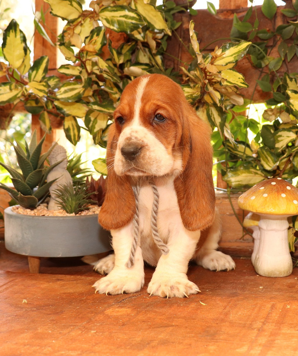 Du Domaine Des Vents Landais - Chiots disponibles - Basset Hound