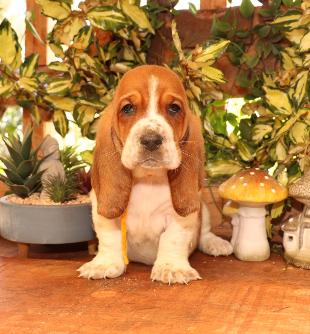 Du Domaine Des Vents Landais - Chiots disponibles - Basset Hound