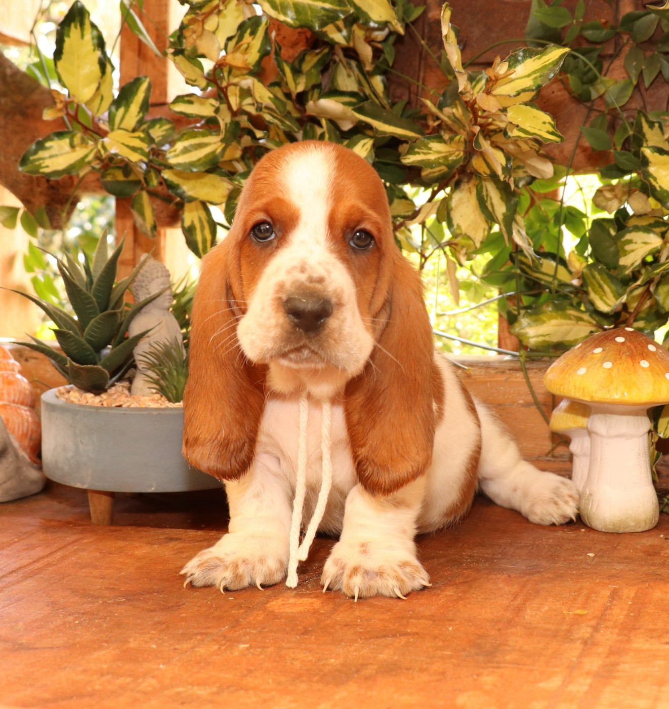 Du Domaine Des Vents Landais - Chiots disponibles - Basset Hound