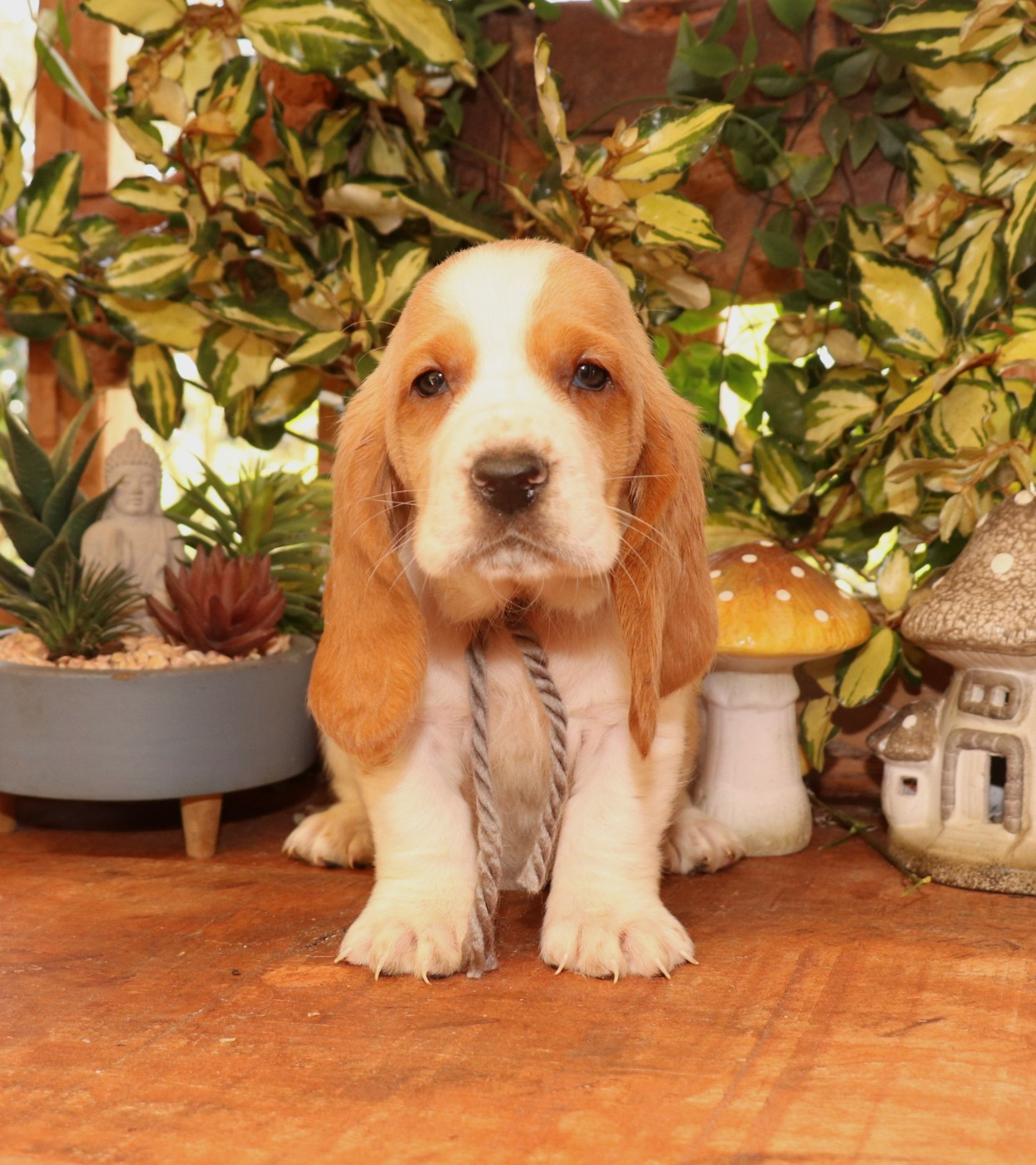 Du Domaine Des Vents Landais - Chiots disponibles - Basset Hound