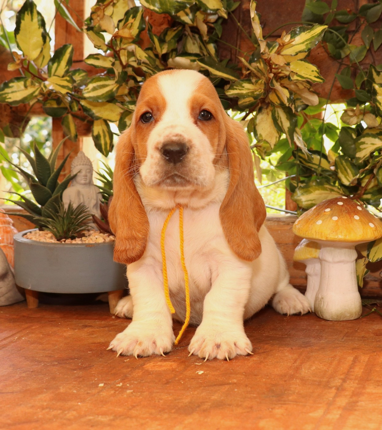 Du Domaine Des Vents Landais - Chiots disponibles - Basset Hound