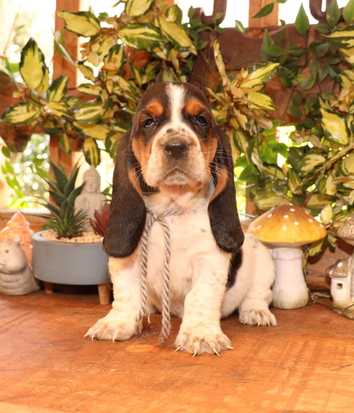 Du Domaine Des Vents Landais - Chiots disponibles - Basset Hound