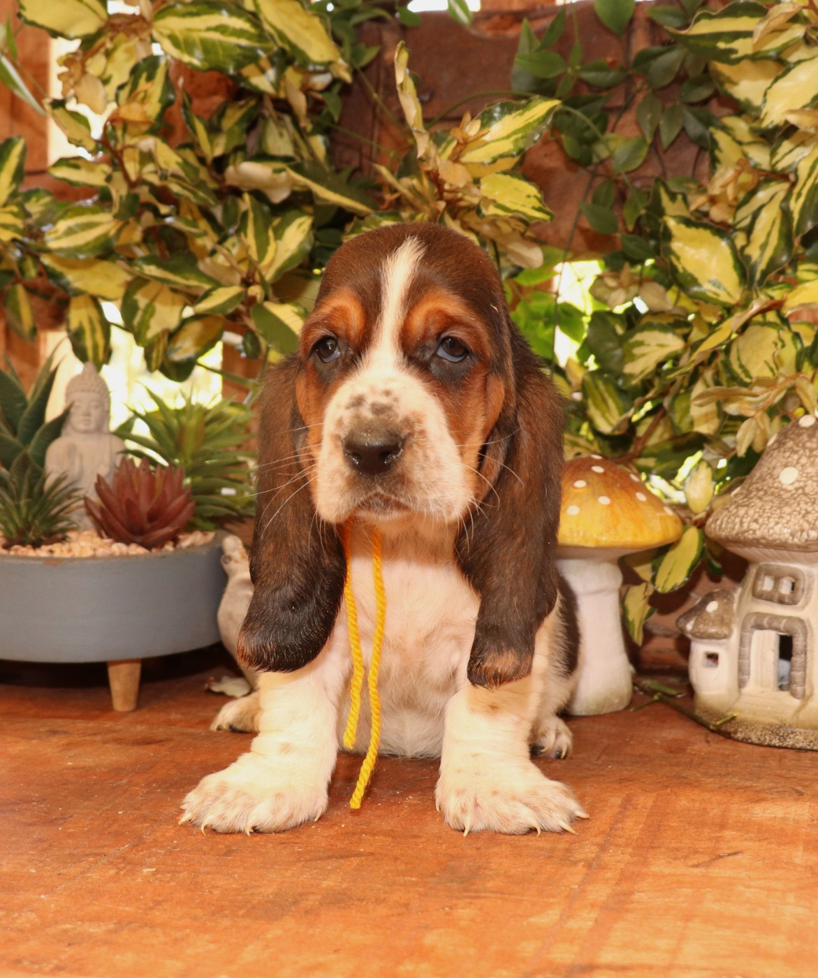 Du Domaine Des Vents Landais - Chiots disponibles - Basset Hound