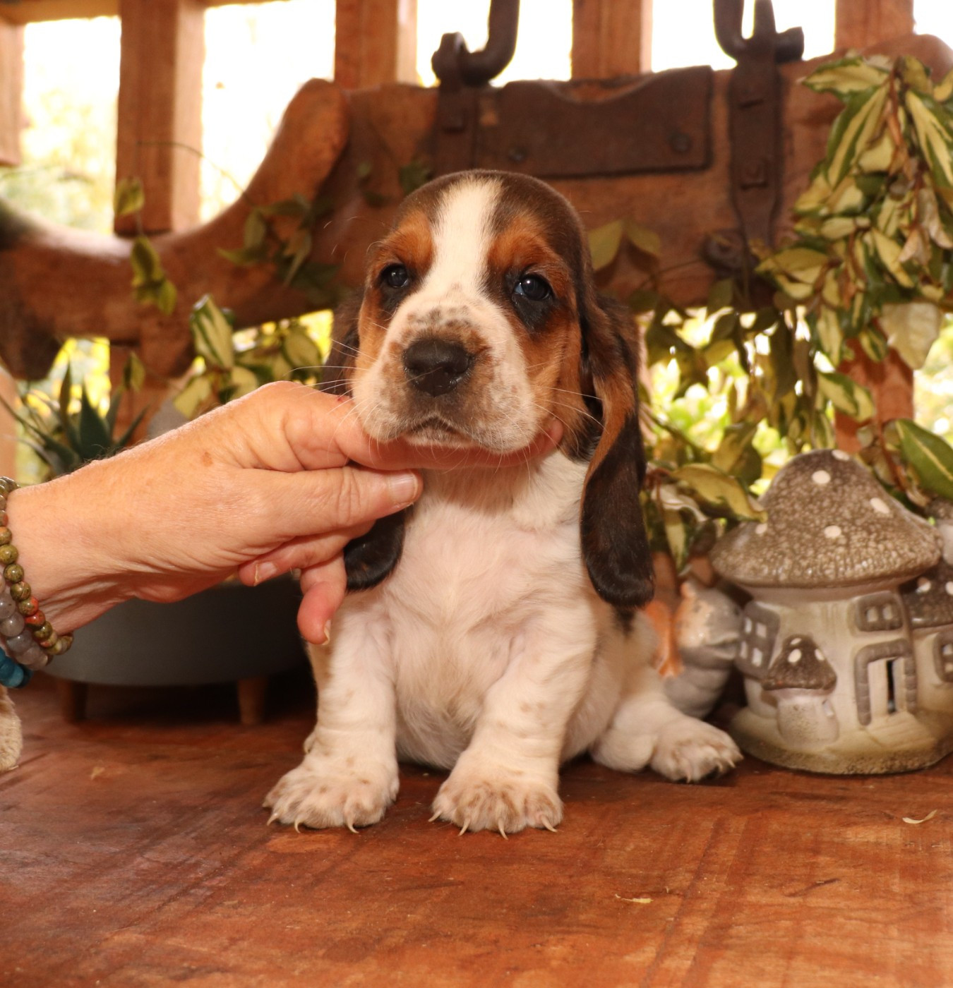 Du Domaine Des Vents Landais - Chiots disponibles - Basset Hound