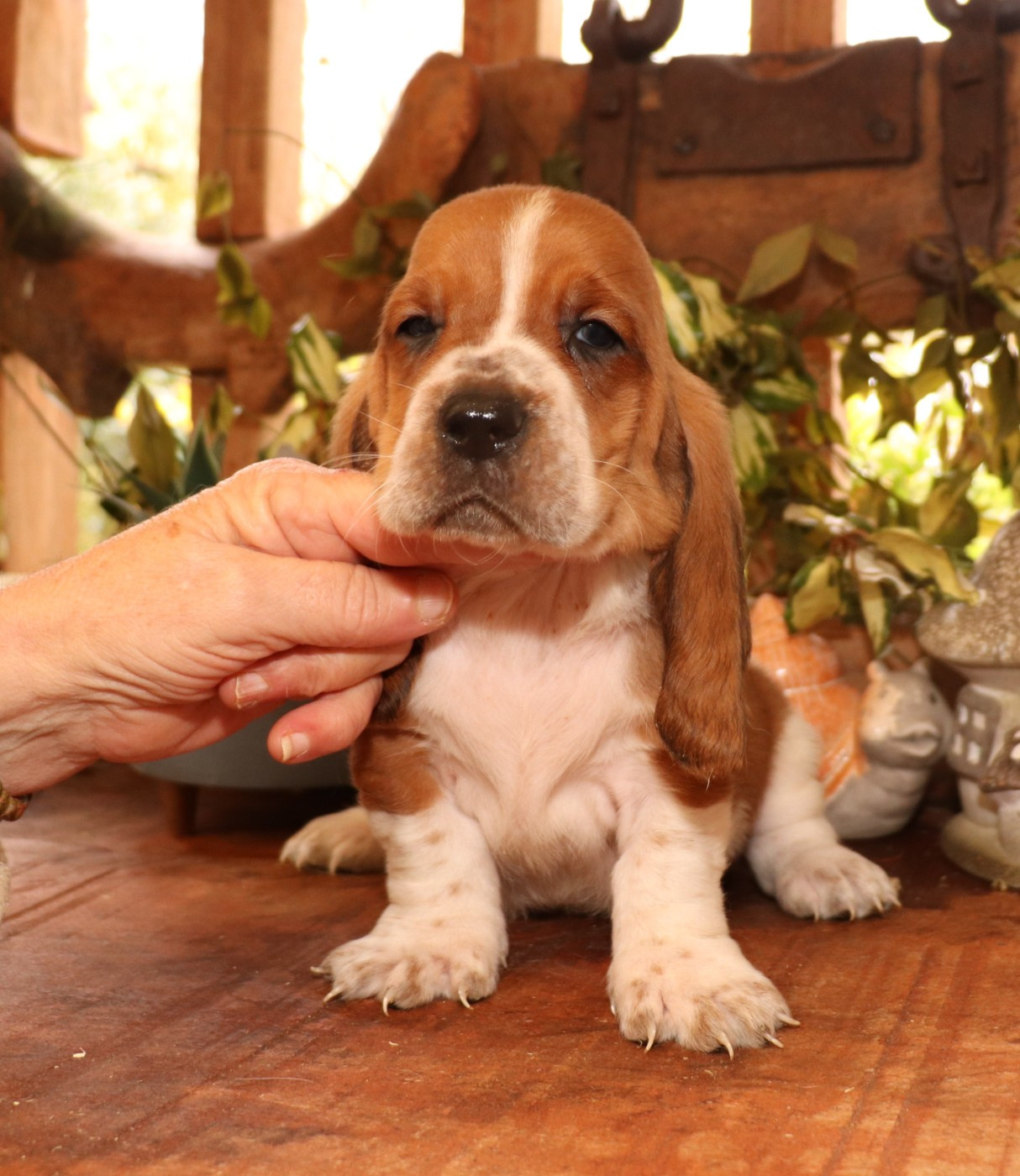 Du Domaine Des Vents Landais - Chiots disponibles - Basset Hound