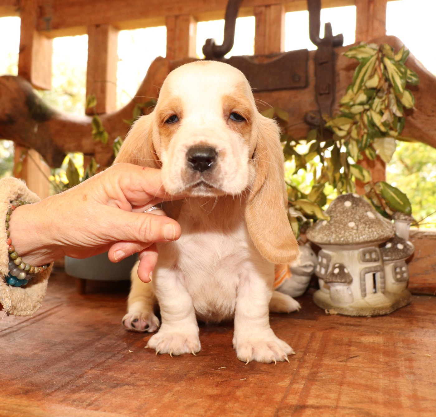 Du Domaine Des Vents Landais - Chiots disponibles - Basset Hound