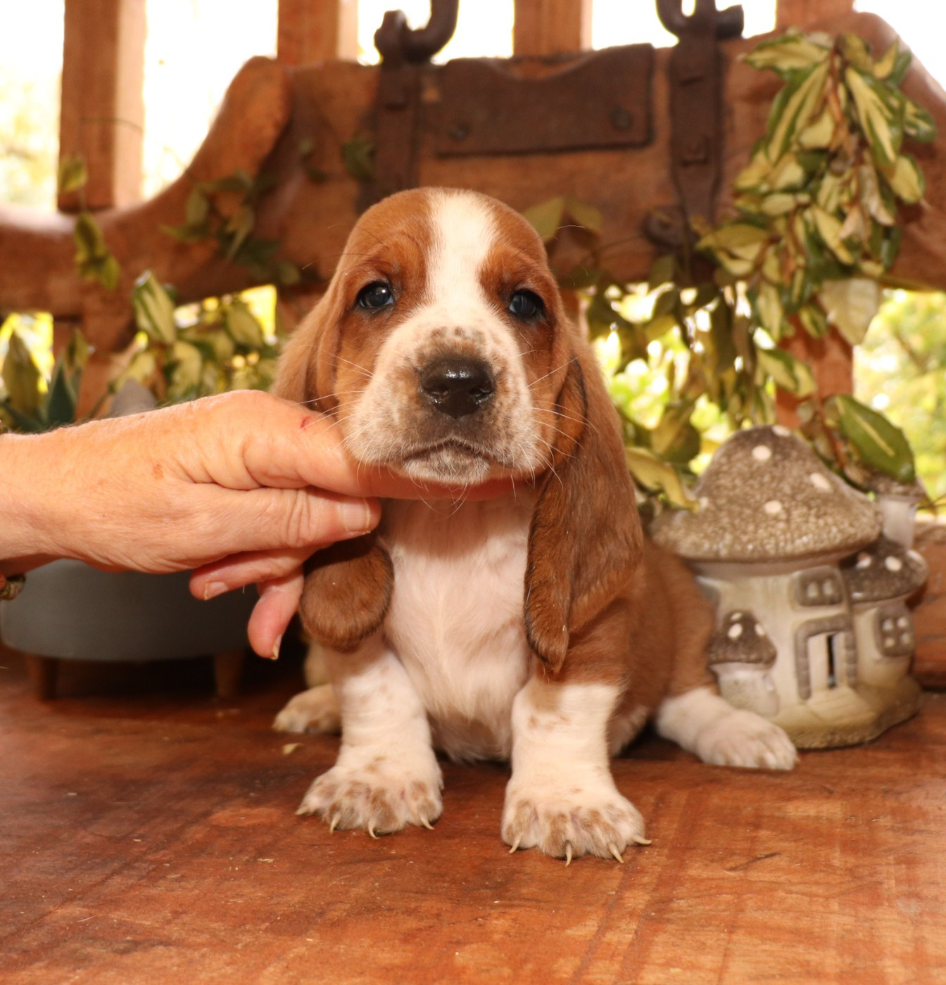 Du Domaine Des Vents Landais - Chiots disponibles - Basset Hound
