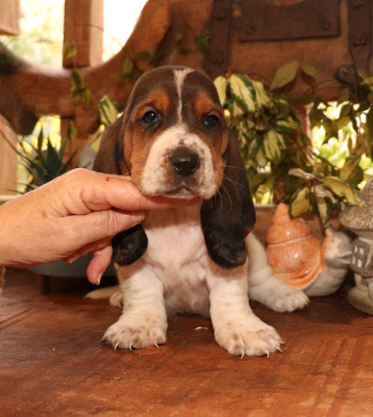 Du Domaine Des Vents Landais - Chiots disponibles - Basset Hound