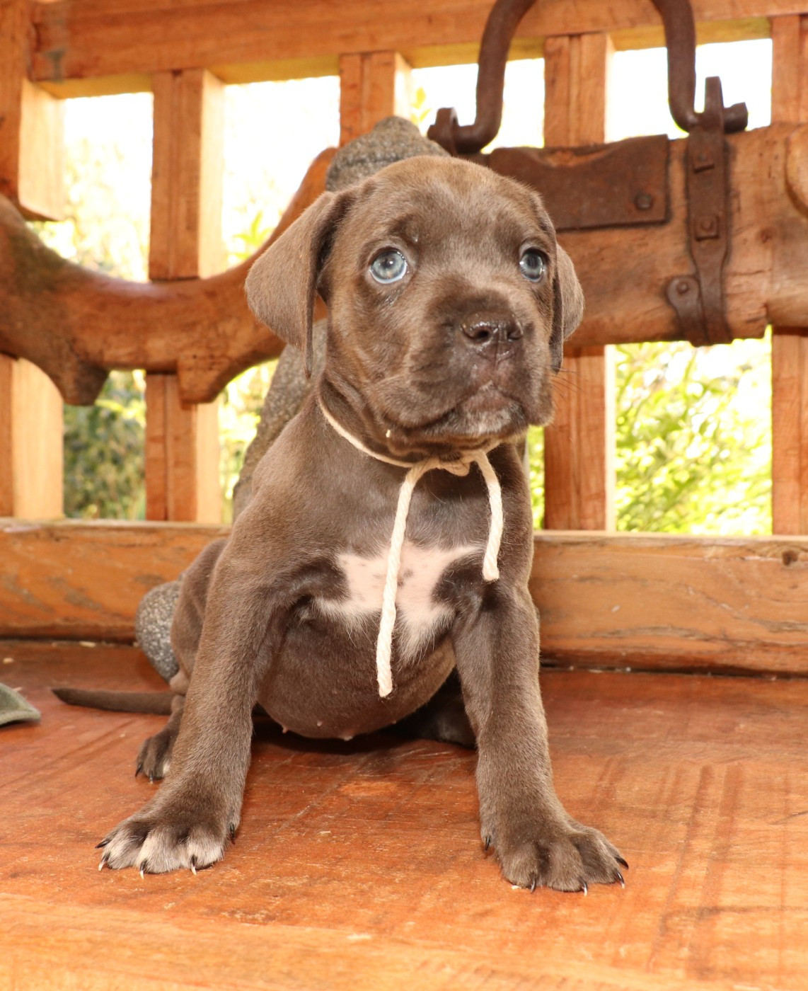 Du Domaine Des Vents Landais - Chiots disponibles - Cane Corso