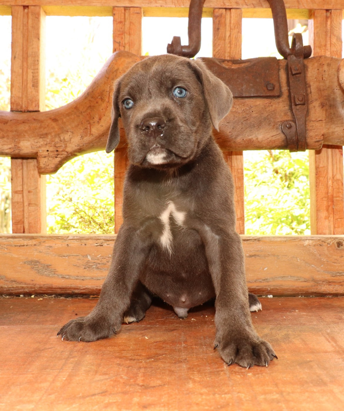 Du Domaine Des Vents Landais - Chiots disponibles - Cane Corso