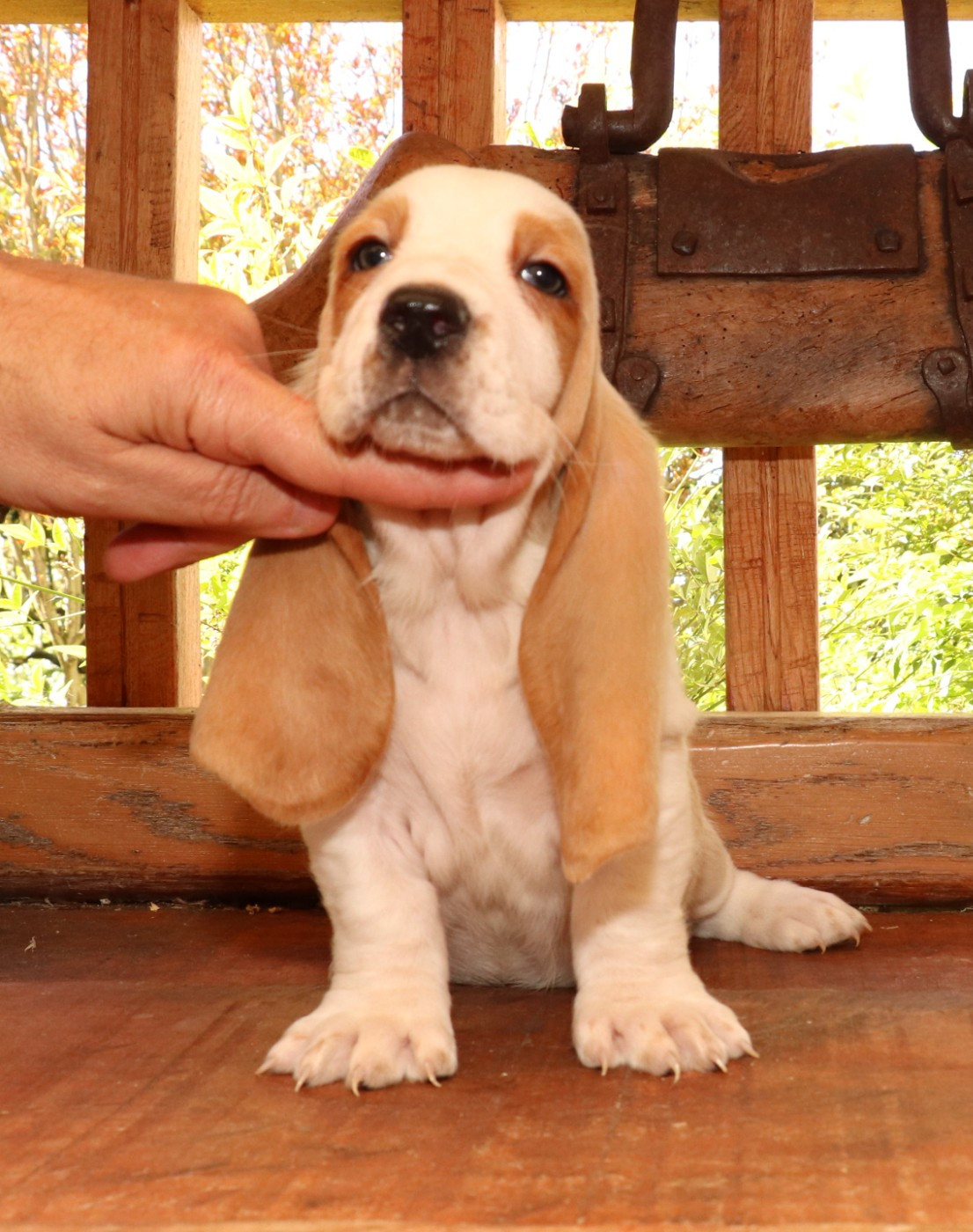 Du Domaine Des Vents Landais - Chiots disponibles - Basset Hound