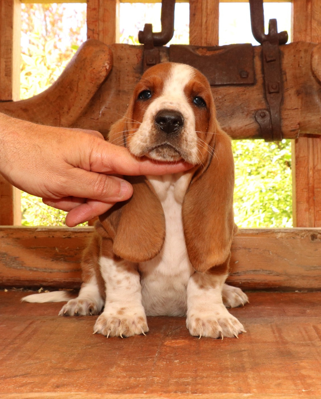 Du Domaine Des Vents Landais - Chiots disponibles - Basset Hound