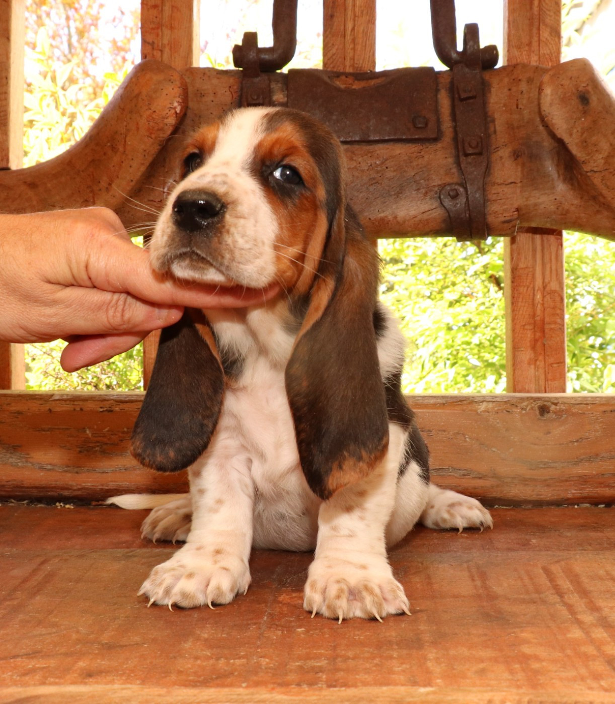 Du Domaine Des Vents Landais - Basset Hound - Portée née le 22/02/2026