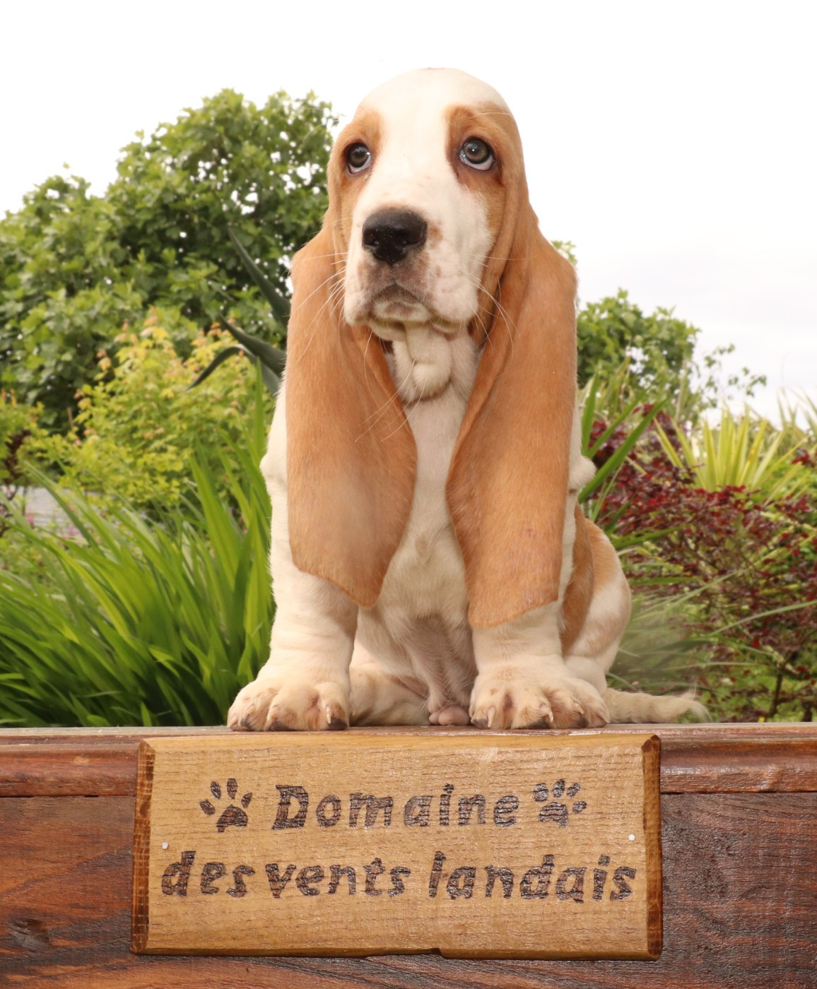 Du Domaine Des Vents Landais - Chiots disponibles - Basset Hound