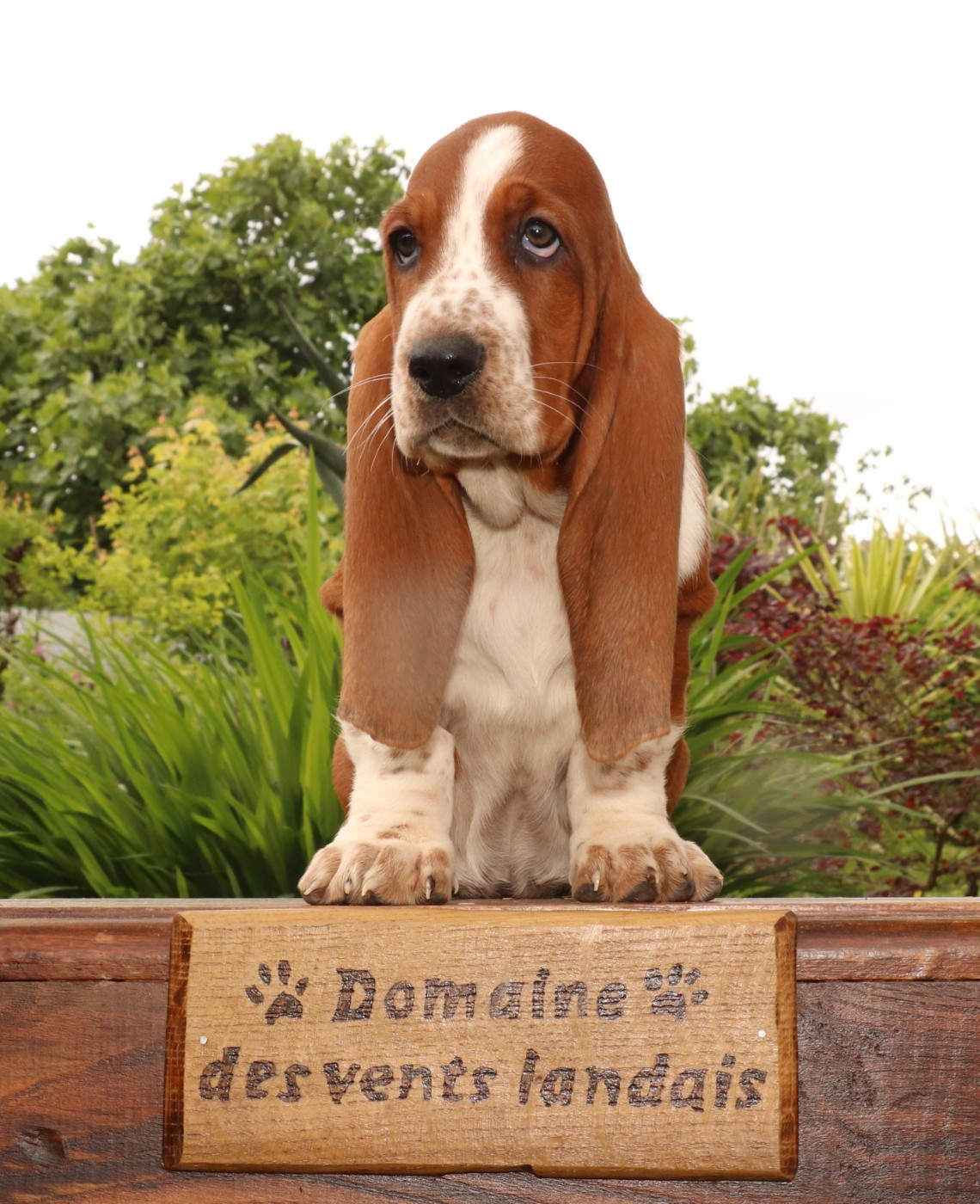 Du Domaine Des Vents Landais - Chiots disponibles - Basset Hound