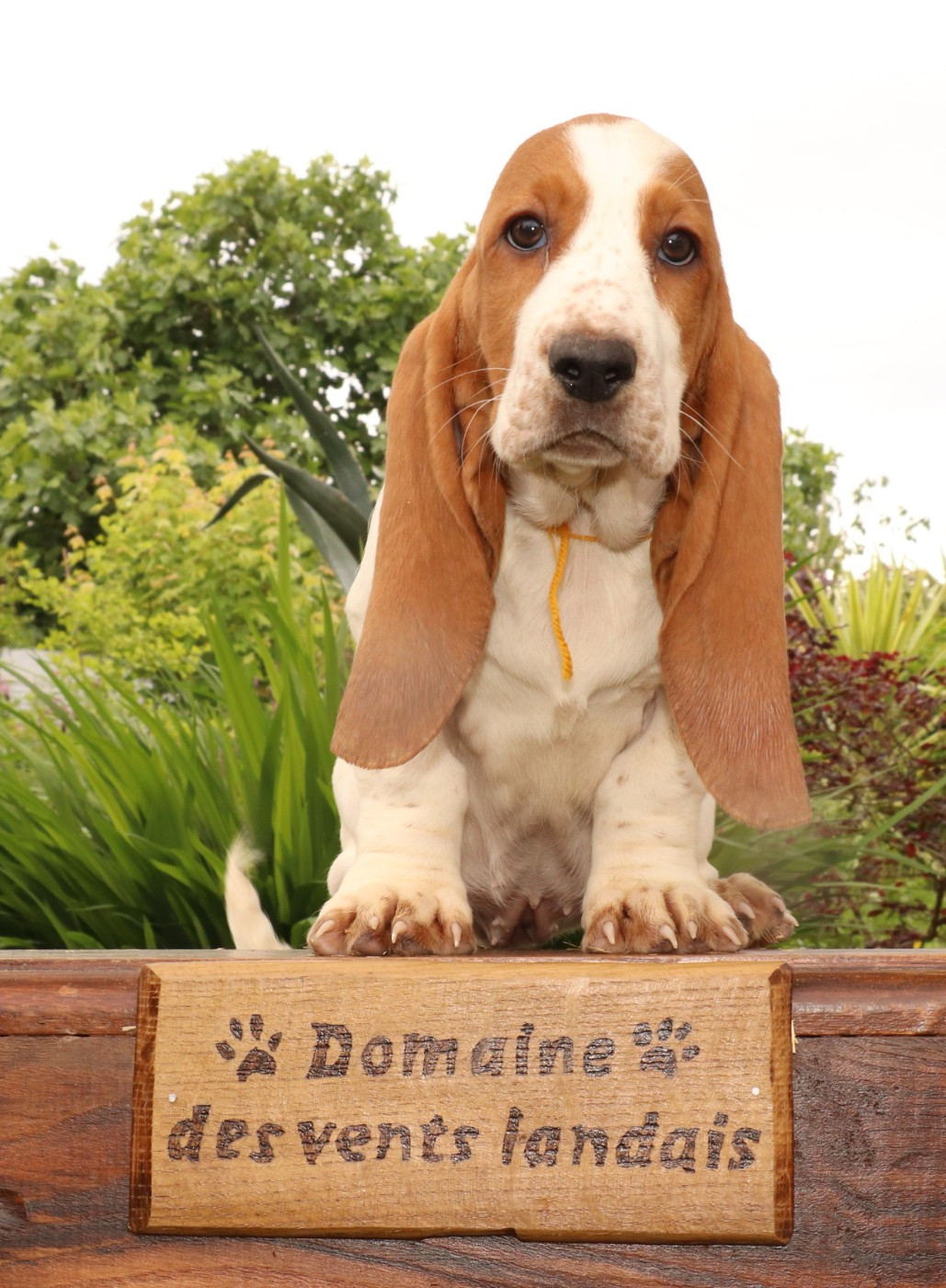 Du Domaine Des Vents Landais - Chiots disponibles - Basset Hound