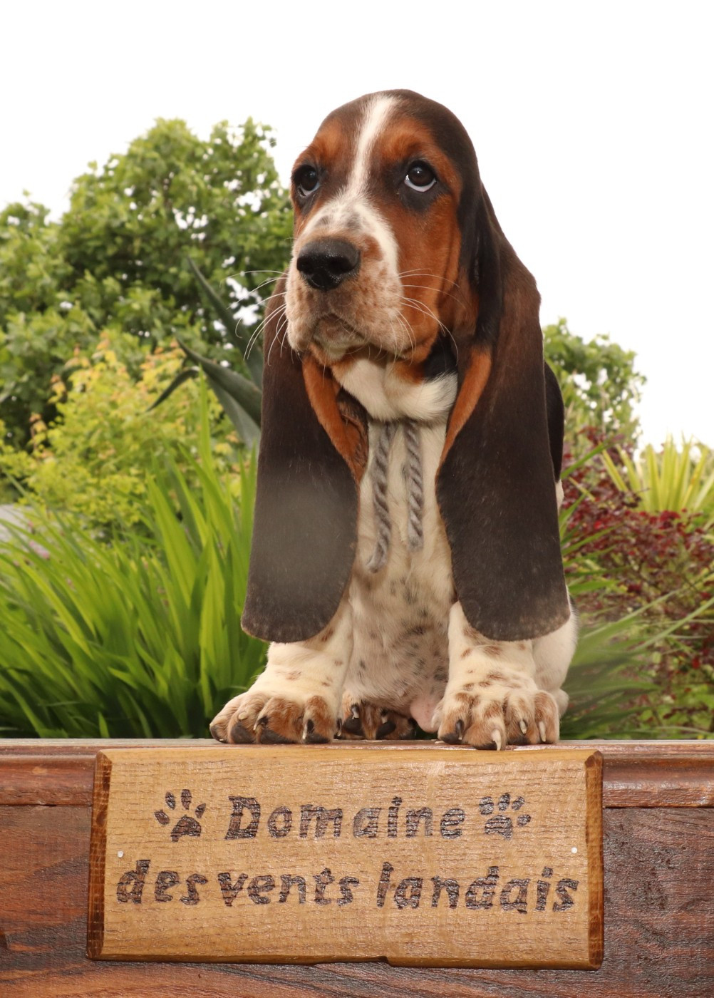 Du Domaine Des Vents Landais - Chiots disponibles - Basset Hound