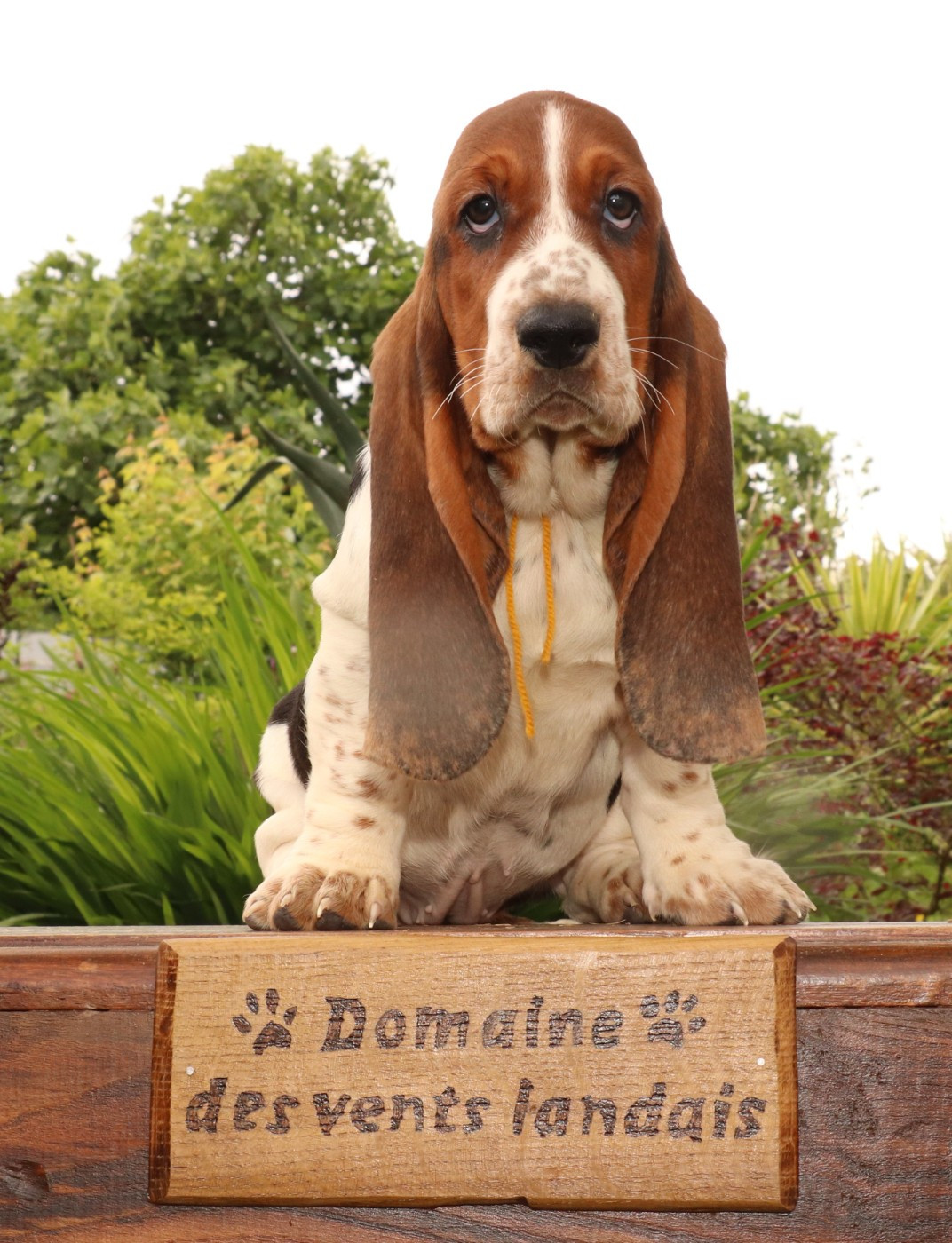 Du Domaine Des Vents Landais - Chiots disponibles - Basset Hound