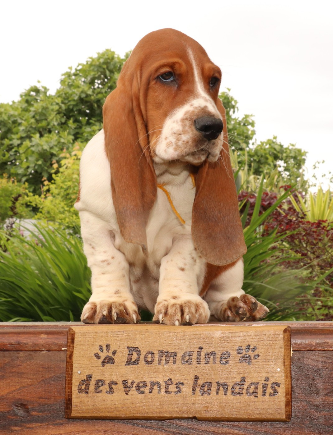 Du Domaine Des Vents Landais - Chiots disponibles - Basset Hound