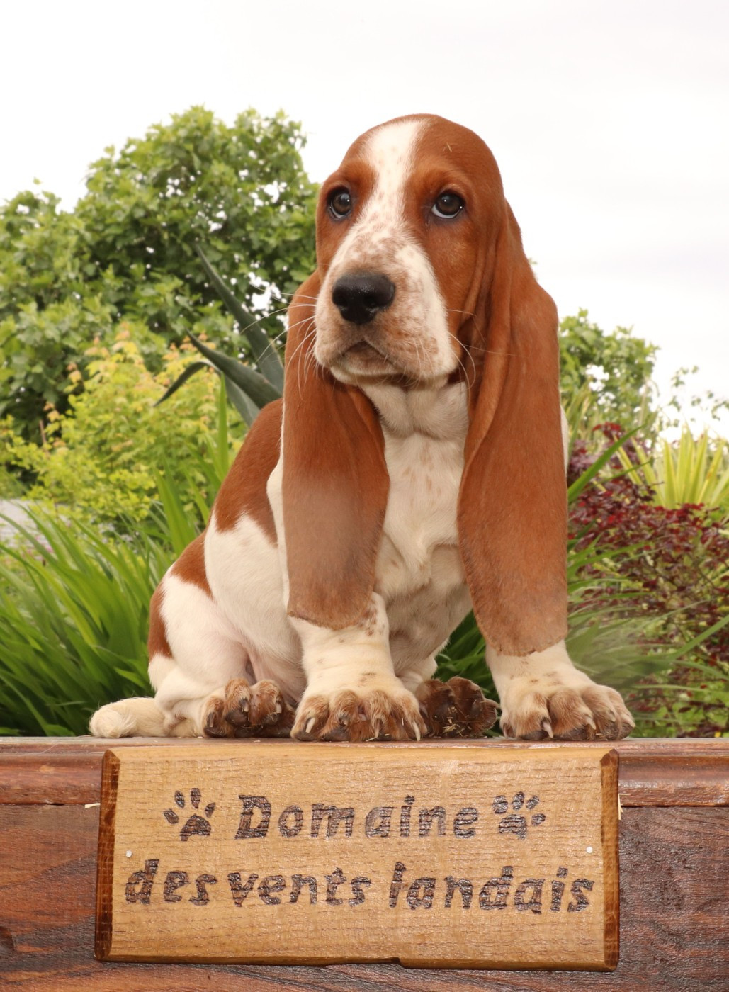 Du Domaine Des Vents Landais - Chiots disponibles - Basset Hound