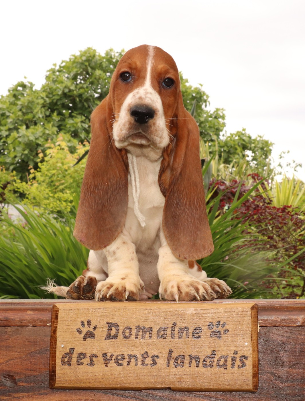 Du Domaine Des Vents Landais - Chiots disponibles - Basset Hound